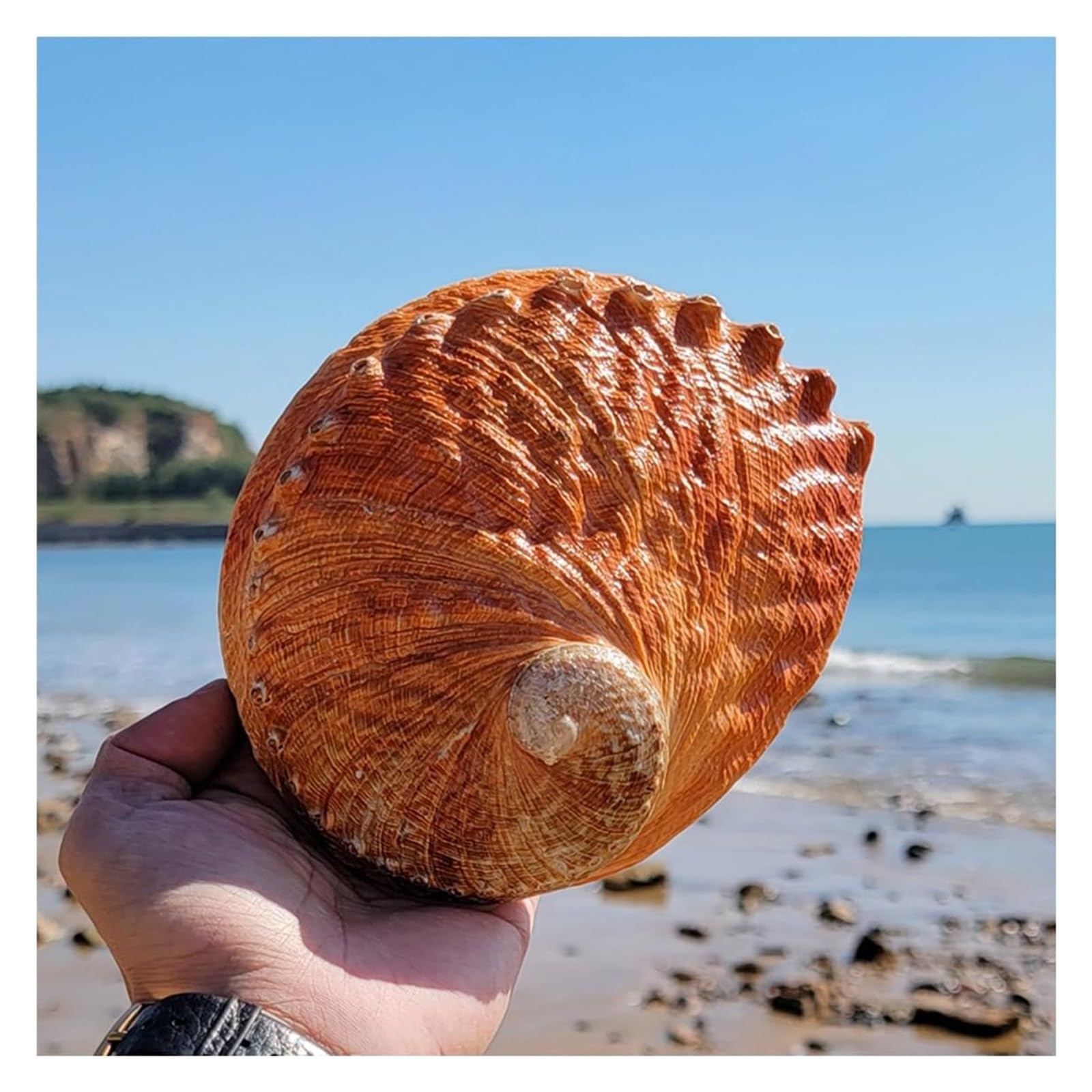 YKMYXZ shells， Natural Abalone Shell Large 15-16Cm,Multihole Decorative Smudging Party Wedding Home Decorations Accessories