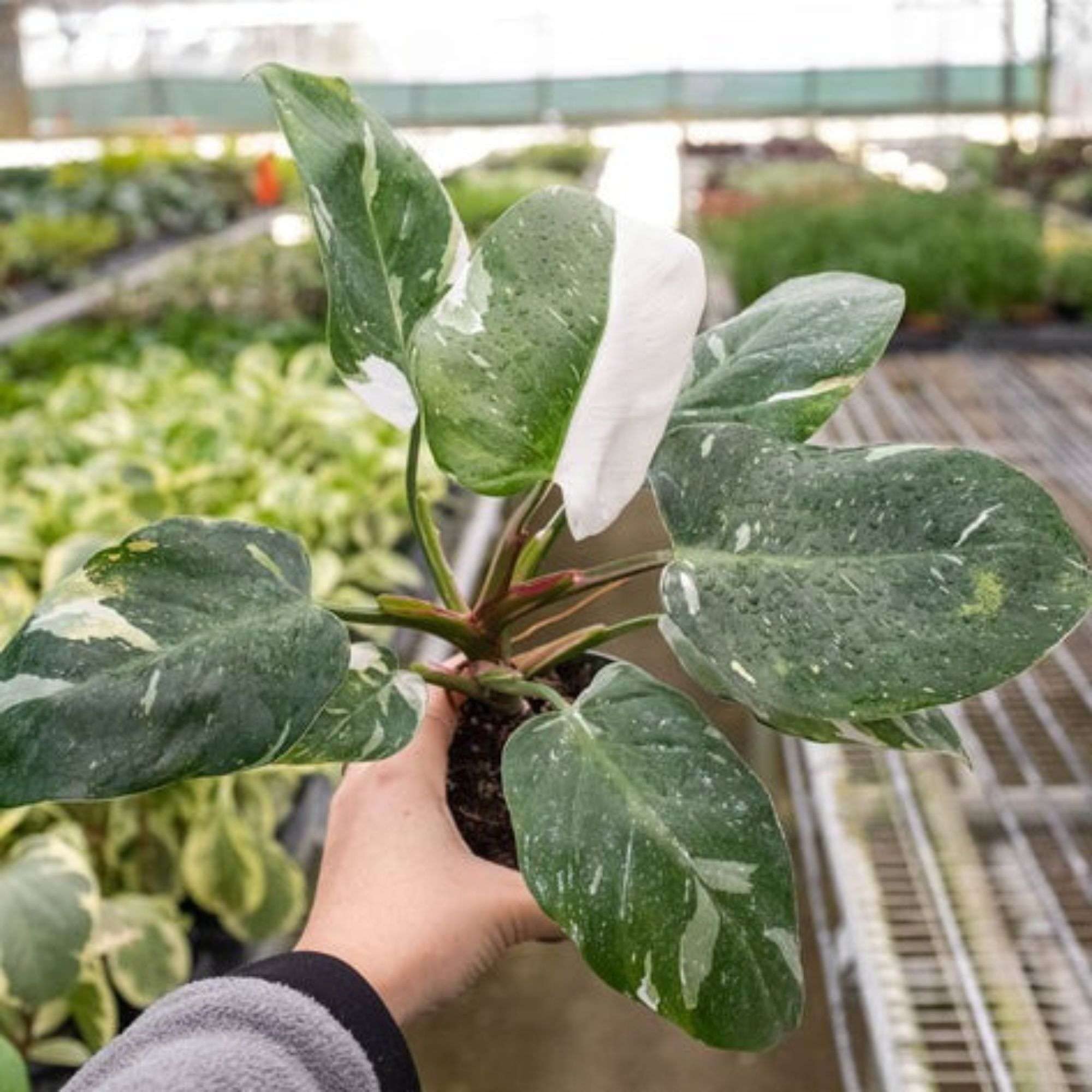 Amazon.com : Philodendron White Princess Live Plant for Indoor | Different  Houseplants in 4'' & 6'' Pot | Real House Plant for Living Room, Office,  Desk & Bathroom | erubescens White Princess :