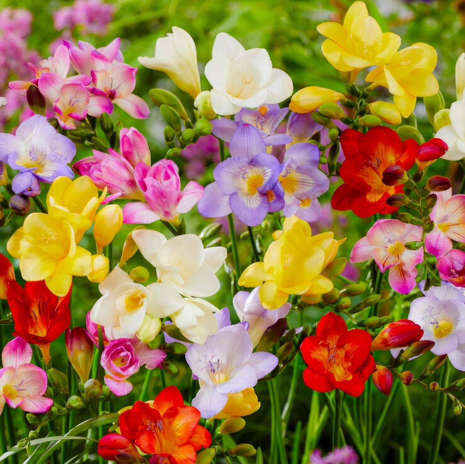 Freesien Blumenzwiebeln - Einzelblüten Kollektion - 50 Zwiebeln - Mix von 5 Farben - Duftende Pflanzen aus Holland - für Garten, Balkon und Topf (kein Samen, nicht künstlich)