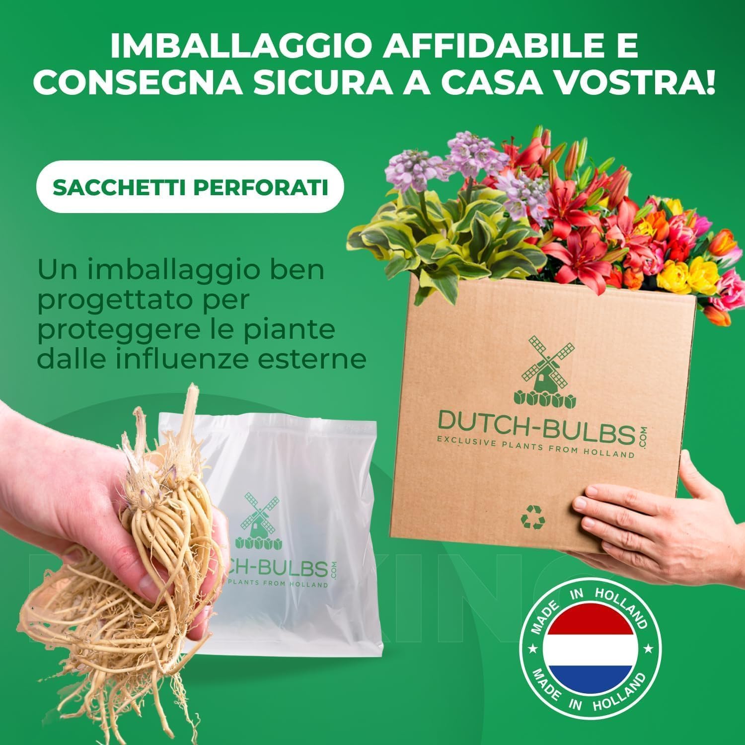 Collezione 5 Piante Hosta Perenni - Radici Nude, Mix Varietà, Per Giardini Ombreggiati - Foto 9