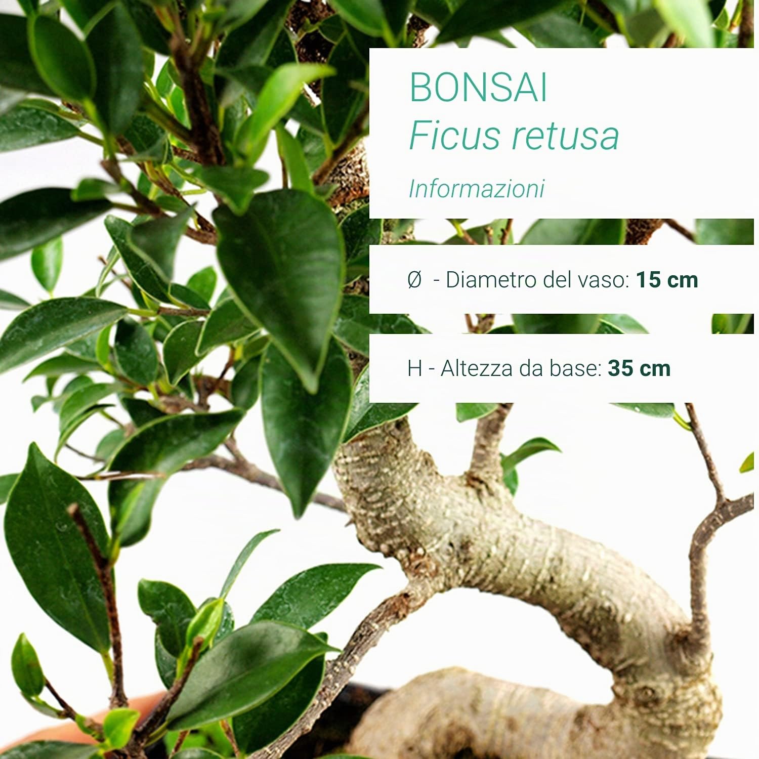 Ficus retusa Bonsai Altezza 25 cm, Pianta Vera, Pianta da Interno - Vaso Artigianale in Terracotta - Bianco