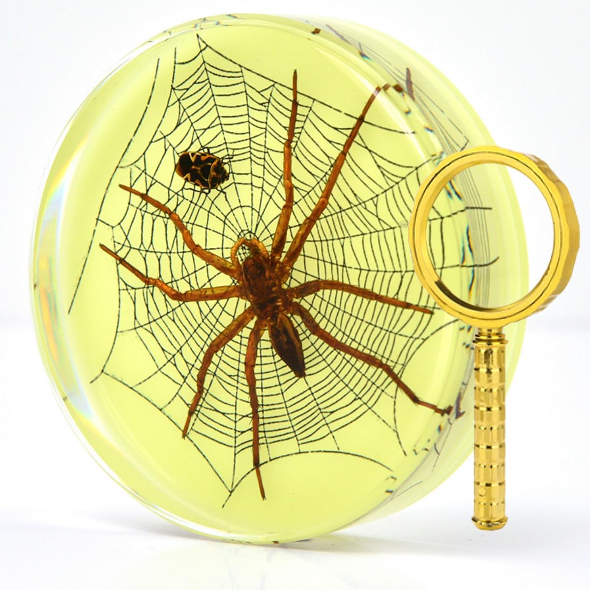 Cylinder Taxidermy Bat, Real Bat Specimens,Animal Specimen in Resin, Creative Coasters for Science Education Animal Specimens, Bug Preserved,Oddities, Biology (Luminous Spider Specimen)