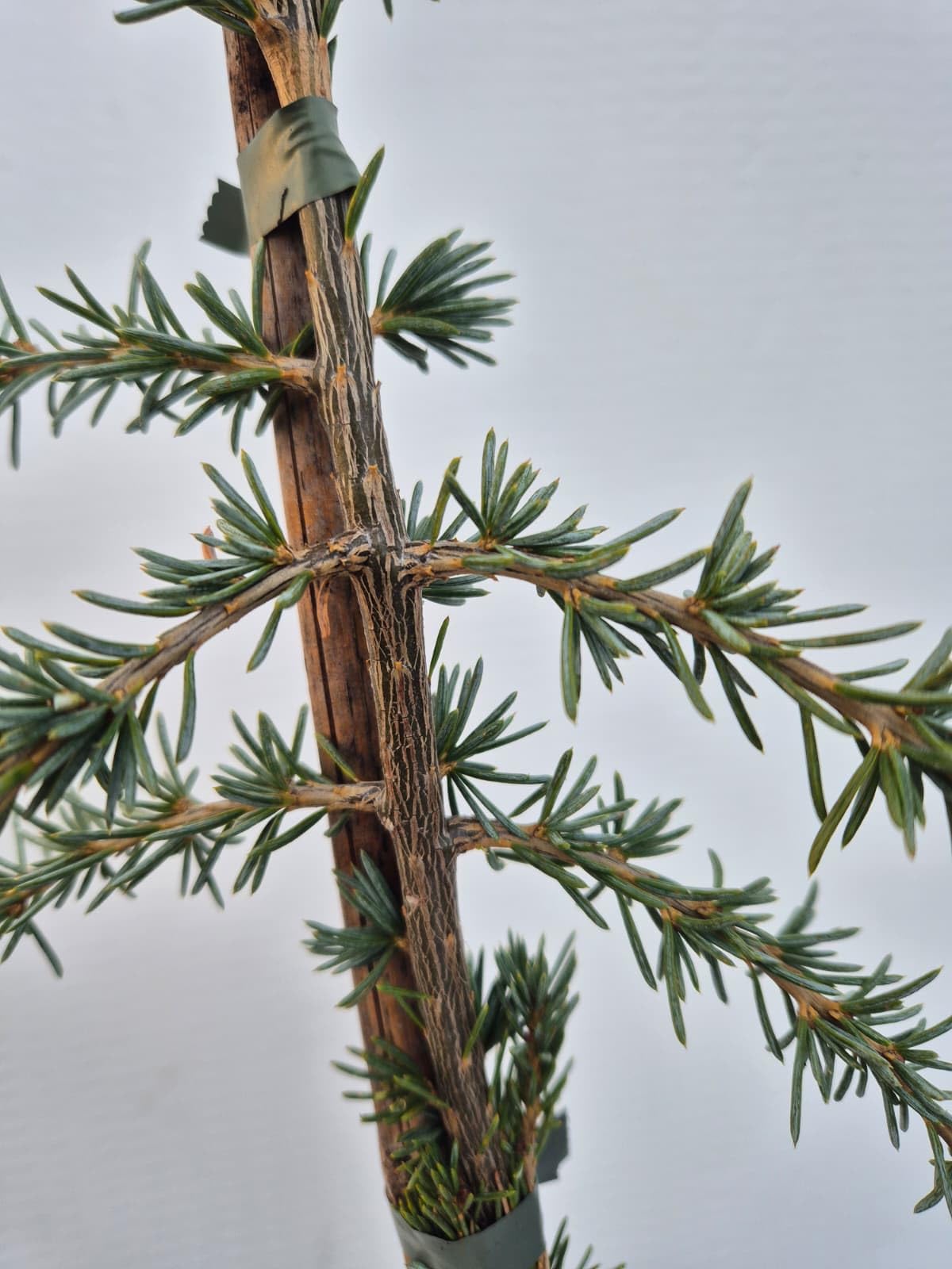 Cedro Atlantica Glauca Pendula – Cedro Azzurro Ricadente | Albero Ornamentale Elegante e Scultoreo – Vaso 22 cm - Vivai Giulian Giovani Piante