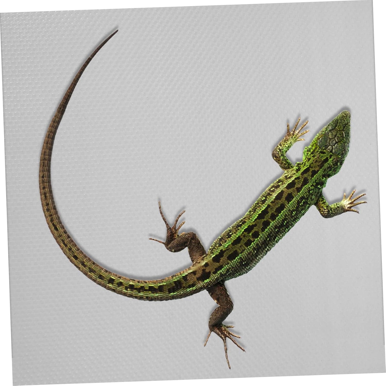 Reptile Carpet for Leopard Gecko Lizard Snake Turtle Natural Terrarium Bedding Substrate Easy to Clean 1-Piece Mat