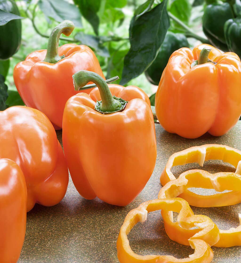 U-GROW INDIA ORANGE BELL PAPER (SHIMLA MIRCH) SEEDS (B08Y8ZMWN5) Amazon Price History, Amazon Price Tracker