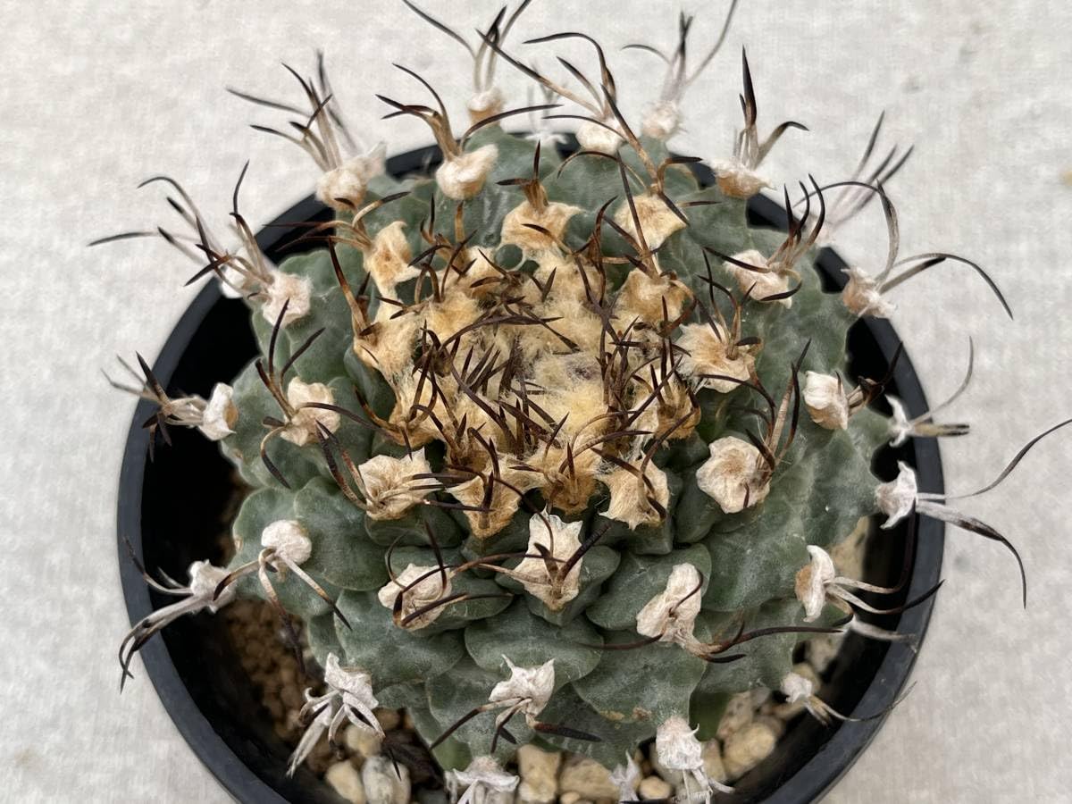 サボテン アラクナカンサ♪抜き苗 799円 サボテン アラクナカンサ♪抜き苗 799円 サボテンの通販