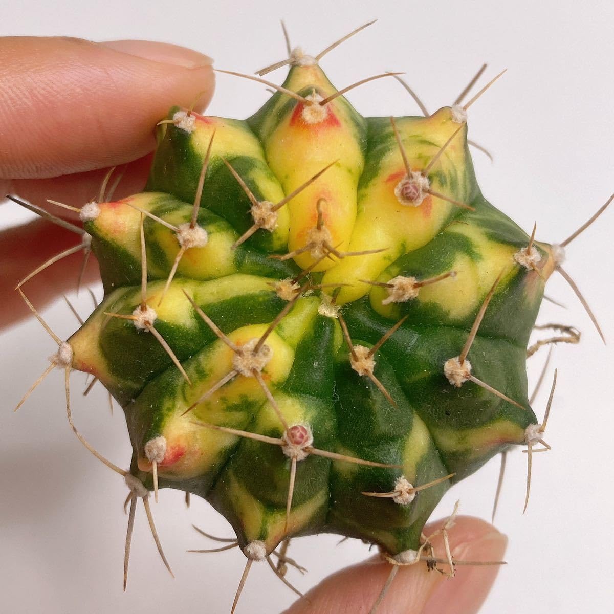 Amazon.co.jp: PINK PEARL ！多肉植物 サボテン ギムノカリキウムミハ 