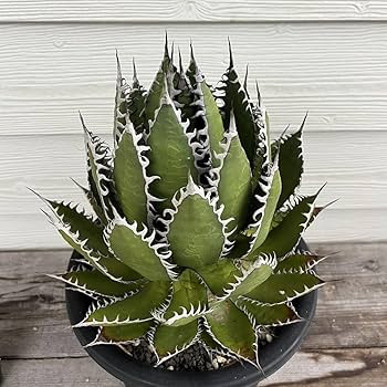 ボビコルヌータ アガベ ドライガーデン 大株　観葉植物 Amazon.co.jp: アガベ ホリダ カリフォルニア産 国内育成4年