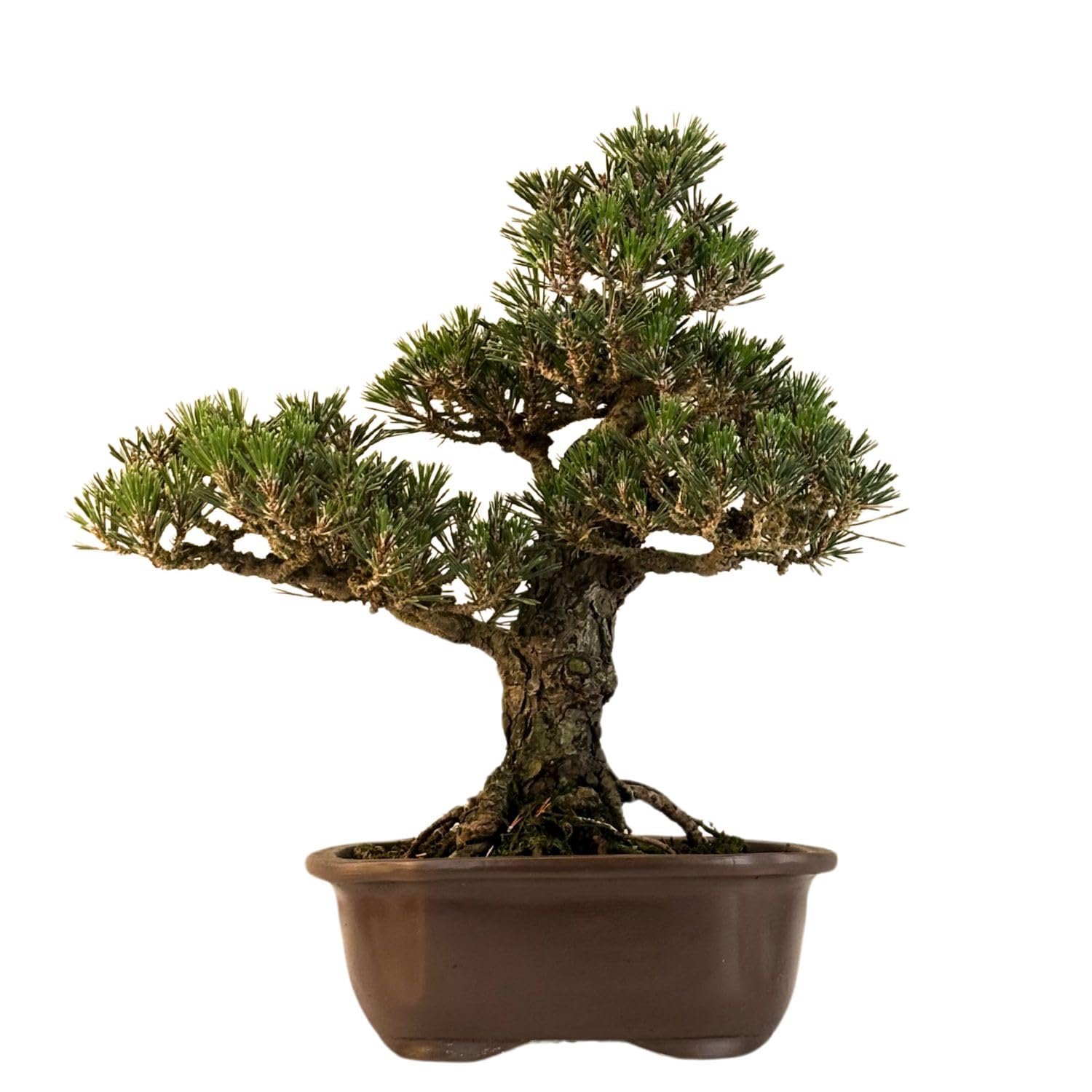 Japanische Schwarzkiefer Bonsai (Pinus thunbergii 'Kotobuki') – Winterharter Outdoor Bonsai – Japanischer Nadelbaum – Immergrün – Für Garten, Terrasse & Balkon