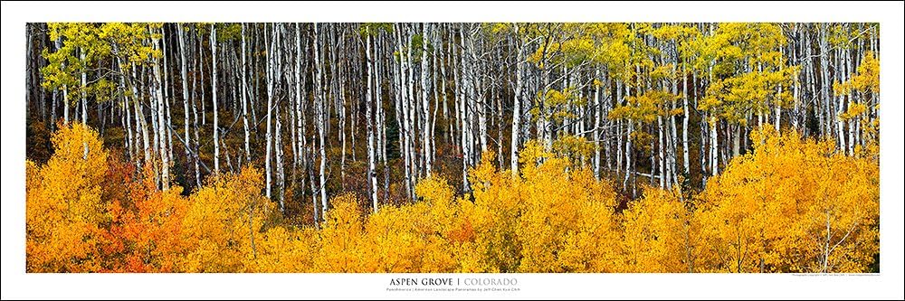 Vista Point Studio Gallery Award Winning Landscape Panoramic Art Print Poster: Aspen Grove Colorado
