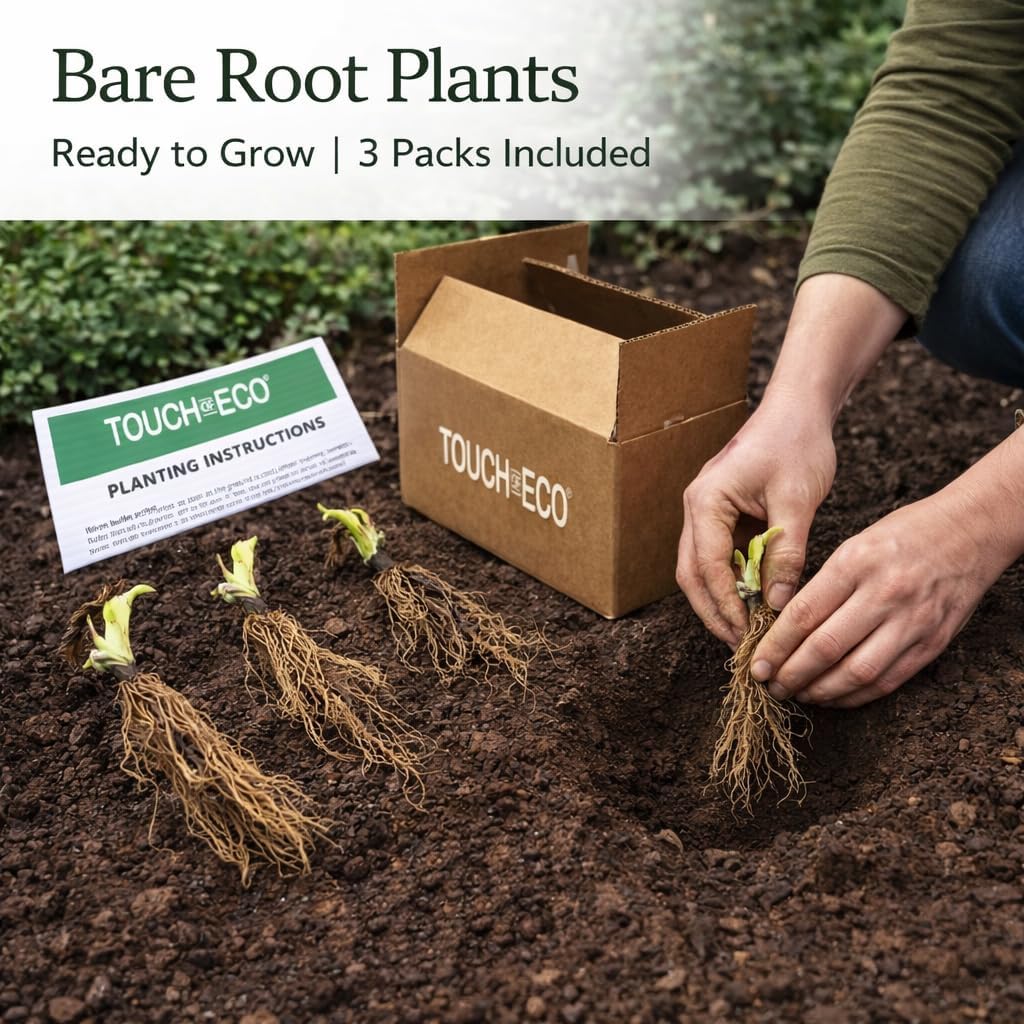 Hosta of the Year & Hard to Find - 3 Pack of the Unique Blue Hosta Bare Root Plants - Produces Tall, Sturdy Stems Adorned w/Stunning Powder Blue-Green Color Lavender Flowers