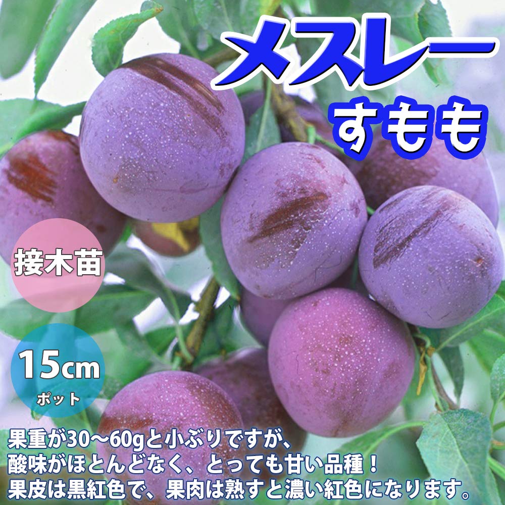 Amazon.co.jp: スモモの苗木 品種：メスレー【品種で選べる果樹苗木 2
