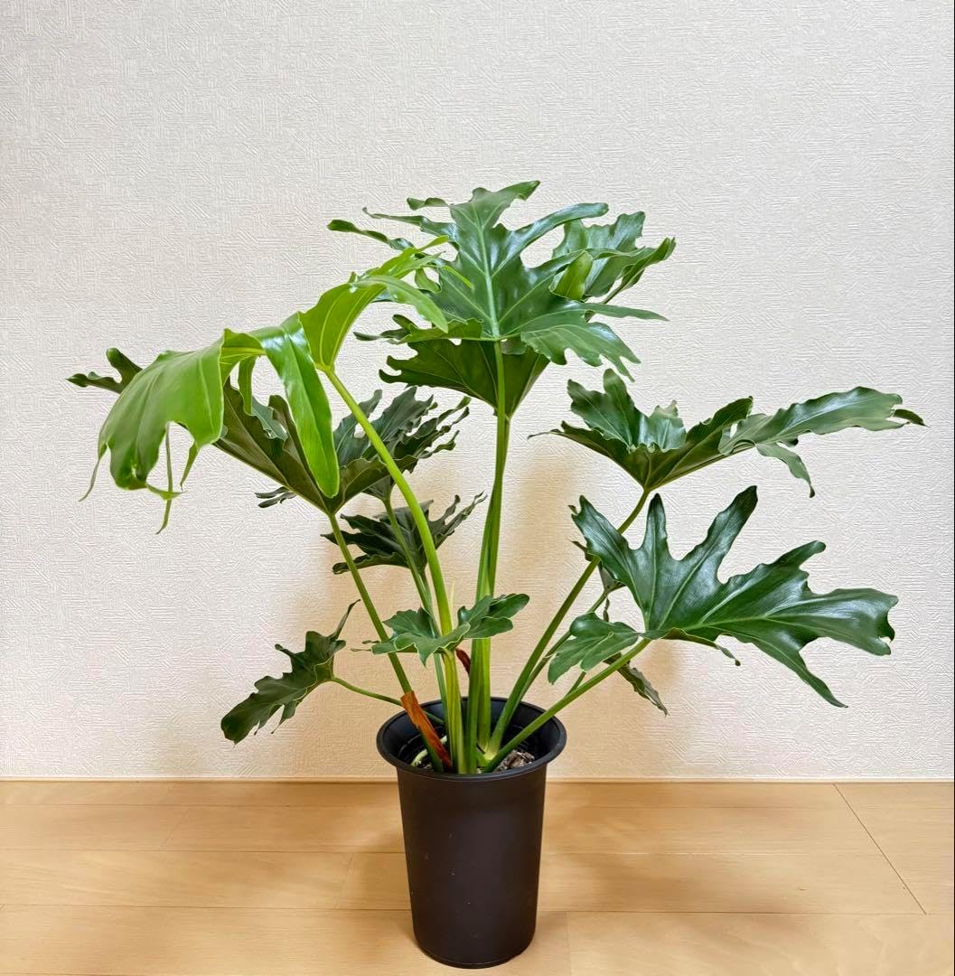 オリーブの木　レッチーノ　7号　約120cm　NO.566　人気品種　一点物 オリーブの木 レッチーノ 7号 約120cm NO.566 人気品種 一点物 オリーブの