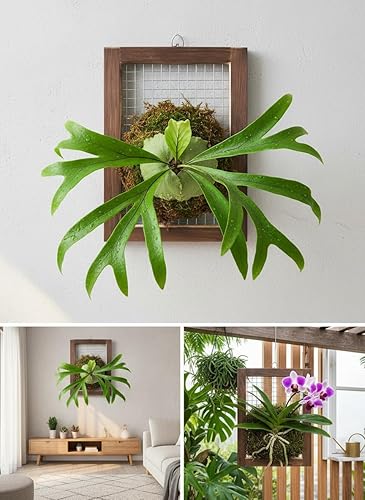 Miniatura 8 de Kit de montaje de helecho de cuerno de ciervo, maceta de madera para colgar en la pared para orquídeas y jardín vertical, tablero de soporte para