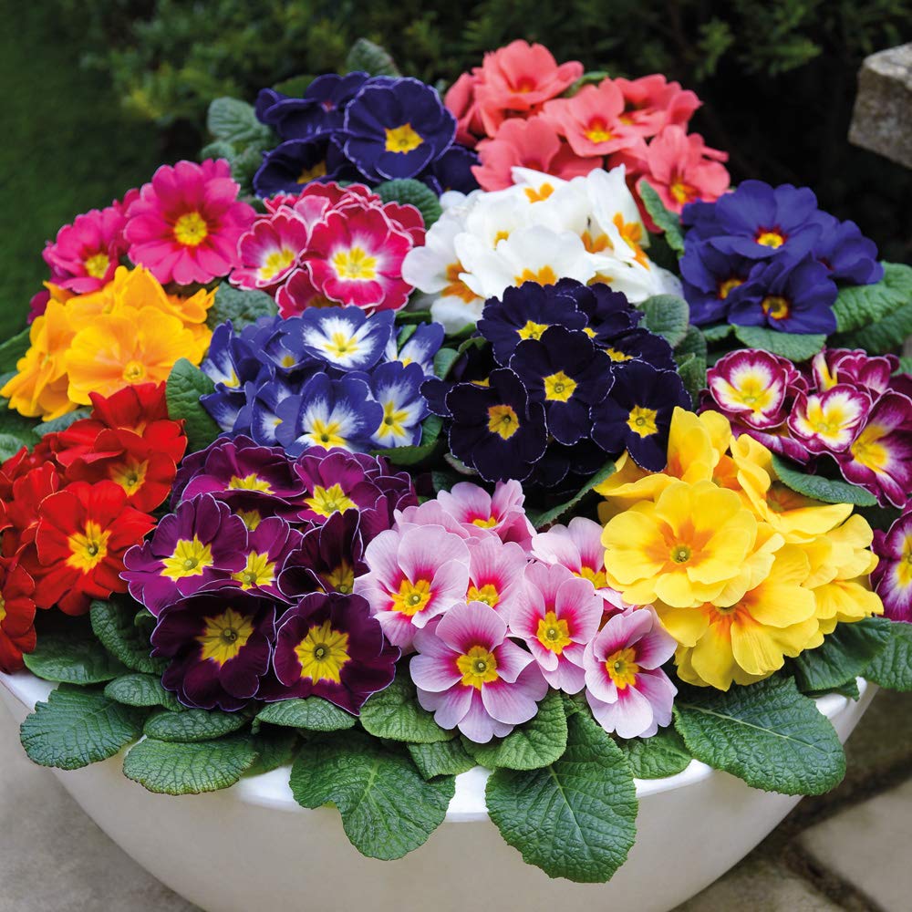 Primrose 'Husky Mixed' – Hardy Perennial Flowering Plants | Vibrant Rainbow Colours for Winter to Spring | 15x Garden Ready Plug Plants by Thompson and Morgan