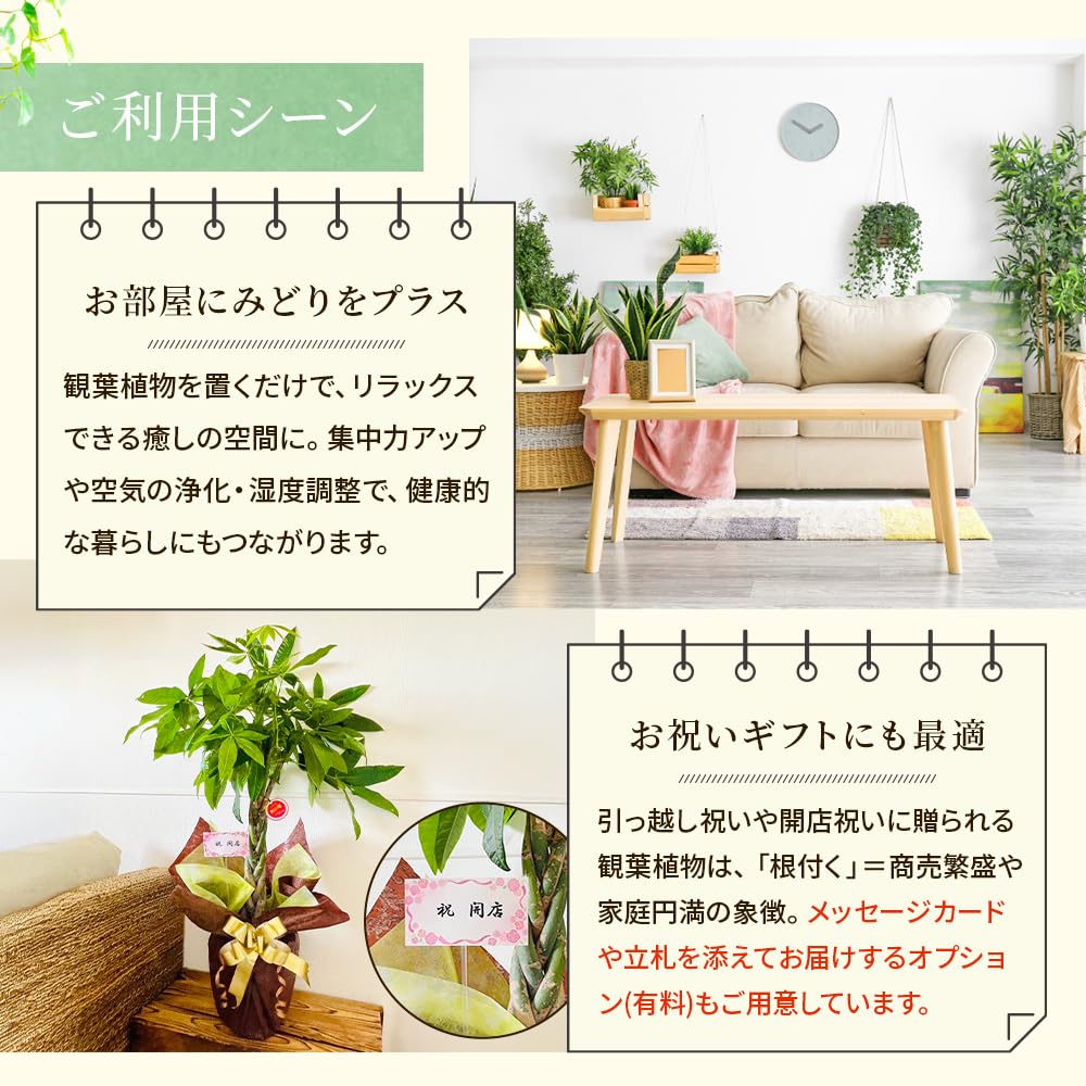 可愛い♥️ハートが、出現する！ホンコンカポック シダなど寄せ植え 多肉こんもり寄せ✨ | CAINZ DIY Square