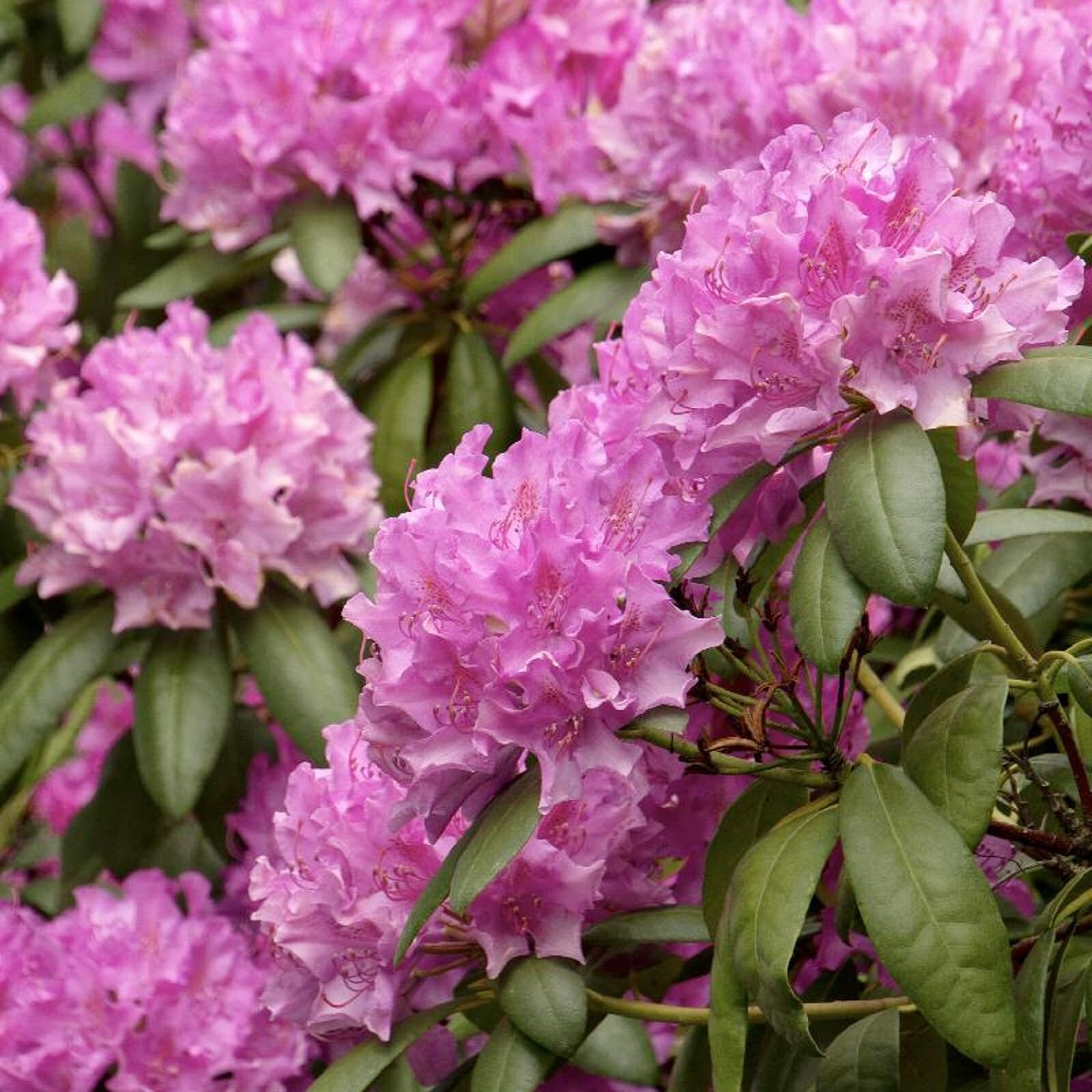 Carbeth Plants 2X Pink Rhododendron in 9cm Pot