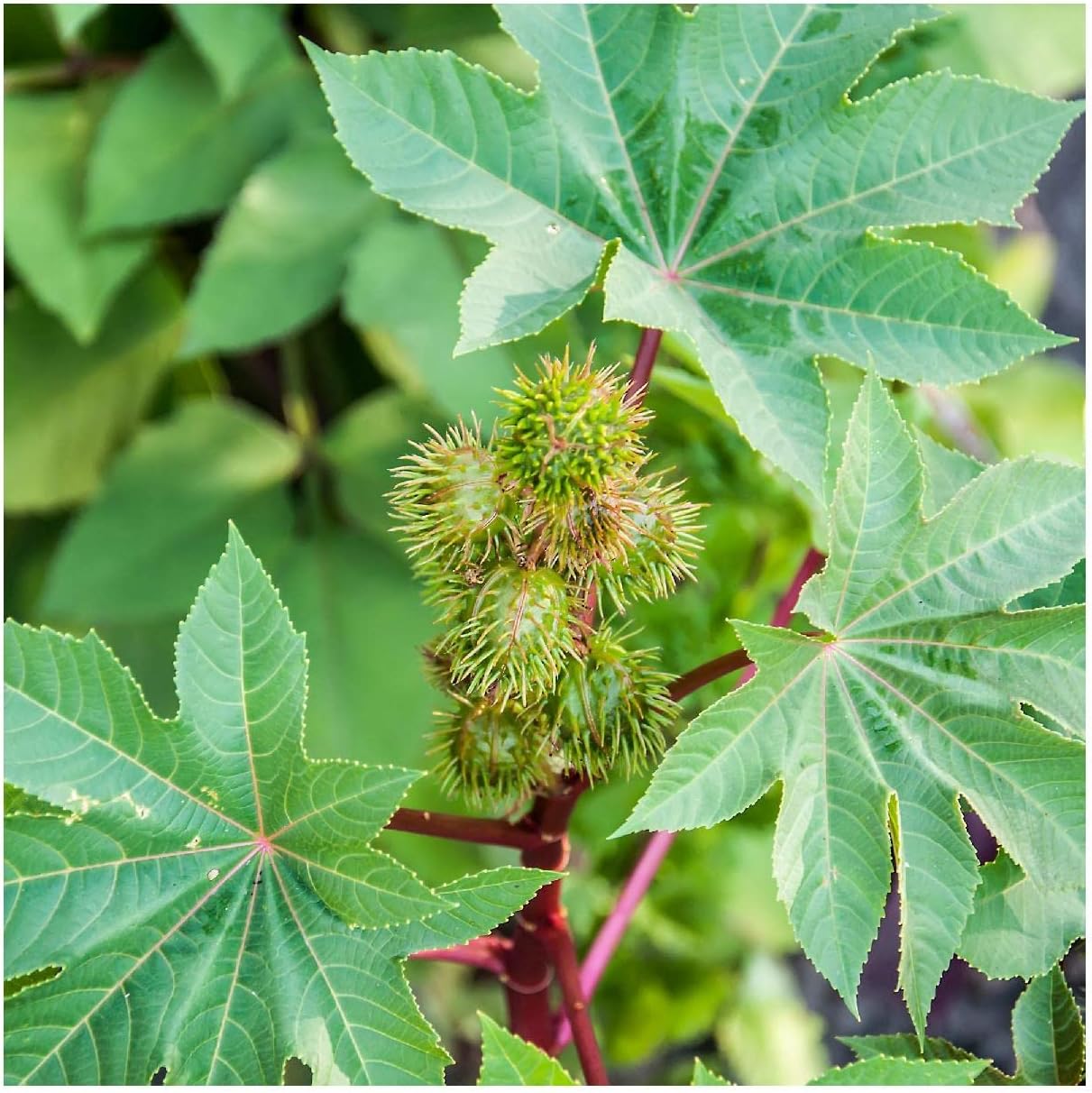 Everwilde Farms - 1 Lb Zanzibar Castor Bean Wildflower Seeds - Gold Vault