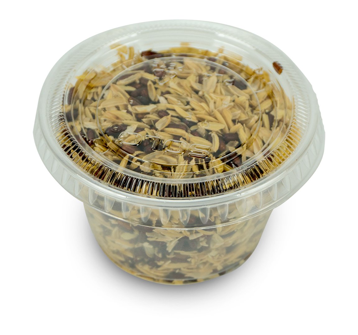 Josh's Frog House Fly Pupae Hatch Flying Feeders for Chameleons