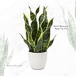 Artificial Snake Plant Potted Faux Sansevieria Trifasciata Plants, 17" Tropical Fake Plants in White Pots for Home Office Desk Outdoor Décor Housewarming Gift
