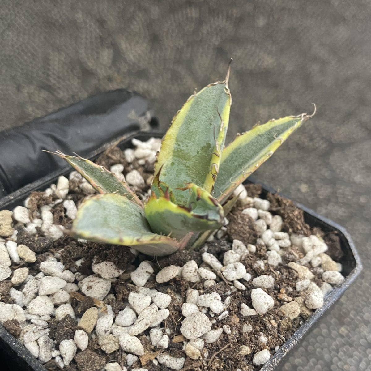 アガベ Blue cactus WhatsApp_Image_2024-06-