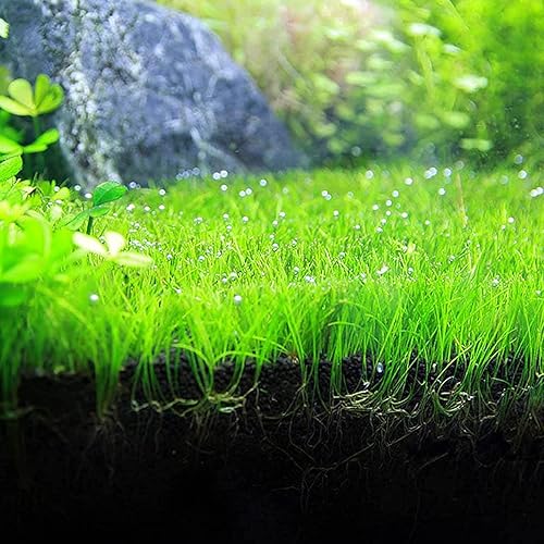 Miniatura 4 de Semillas de plantas de hierba de acuario, pastos acuáticos, semillas de hierba enana al azar, semillas de hierba de interior, semillas de plantas