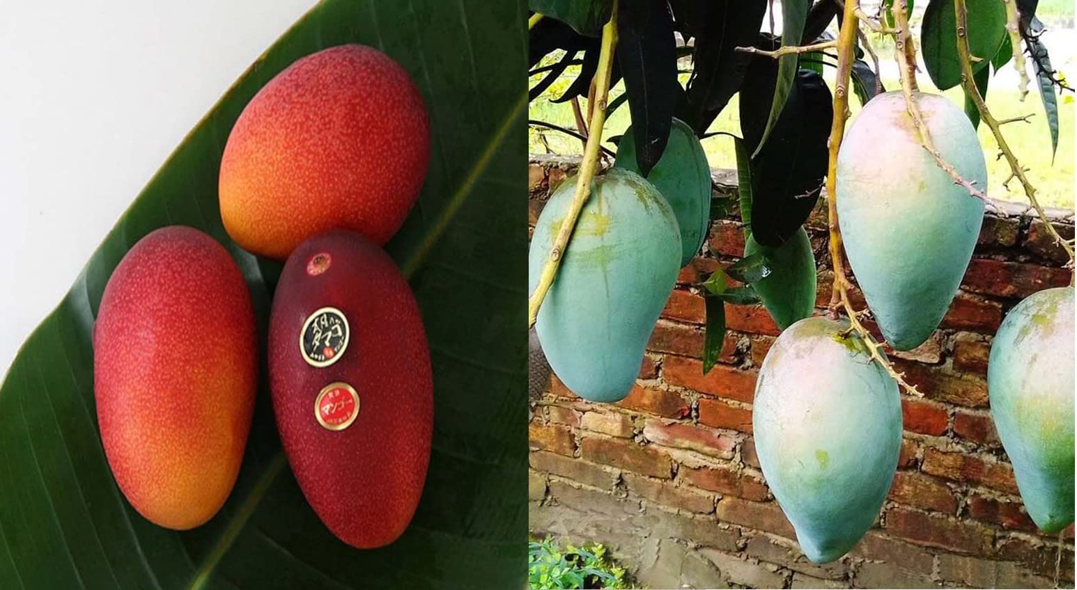 IXORA Combo Mango Egg of Sun Miyazaki & Thai Catimon Katimon Variety Grafted Aam Fruit Live Plants & Tree(1.5-3 Feet Size) (Pack of 2)