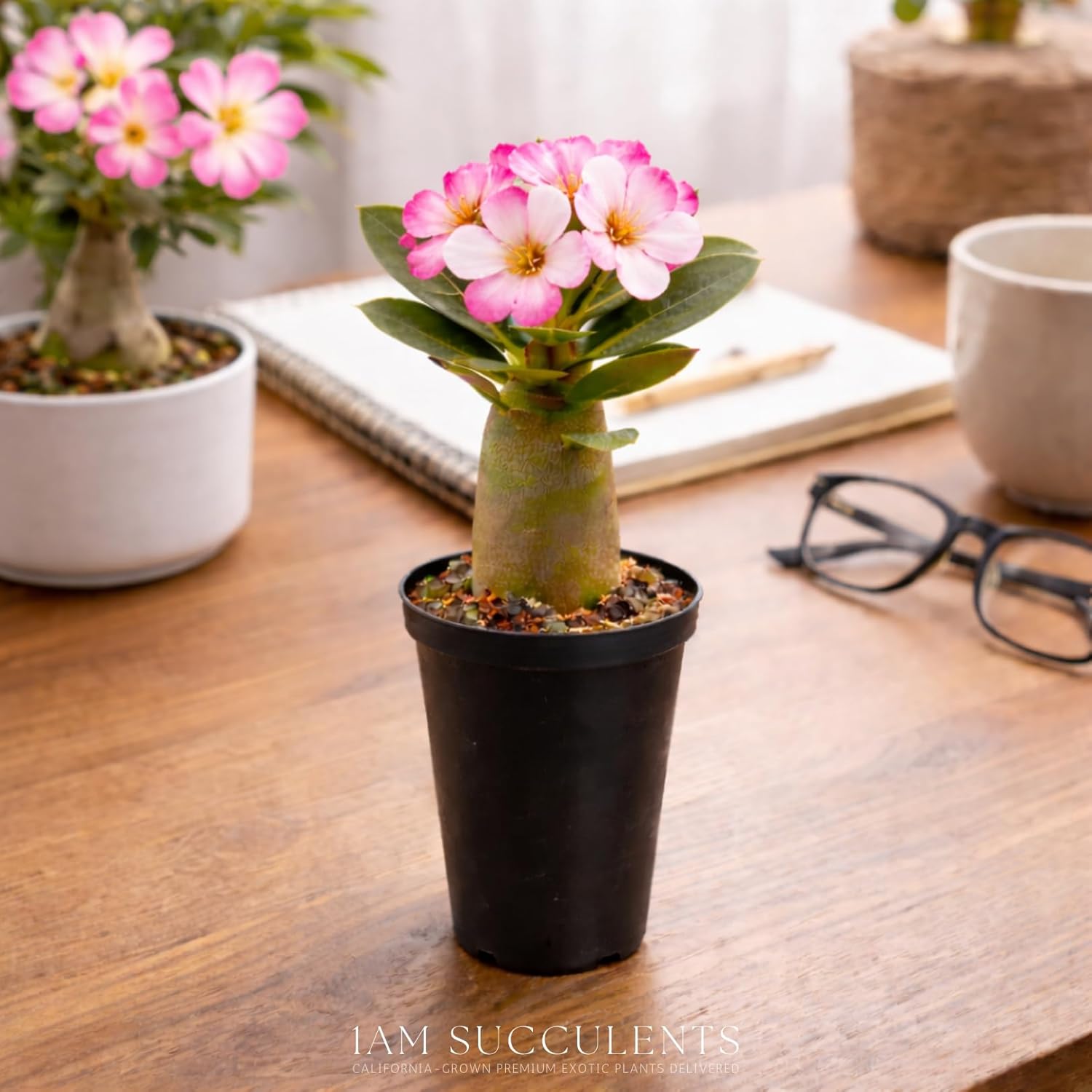 Adenium Obesum Desert Rose Live Plant – Flowering Caudex Succulent – Pink White Blooms – Indoor Outdoor Bonsai-Style Plant (Pack of 6)