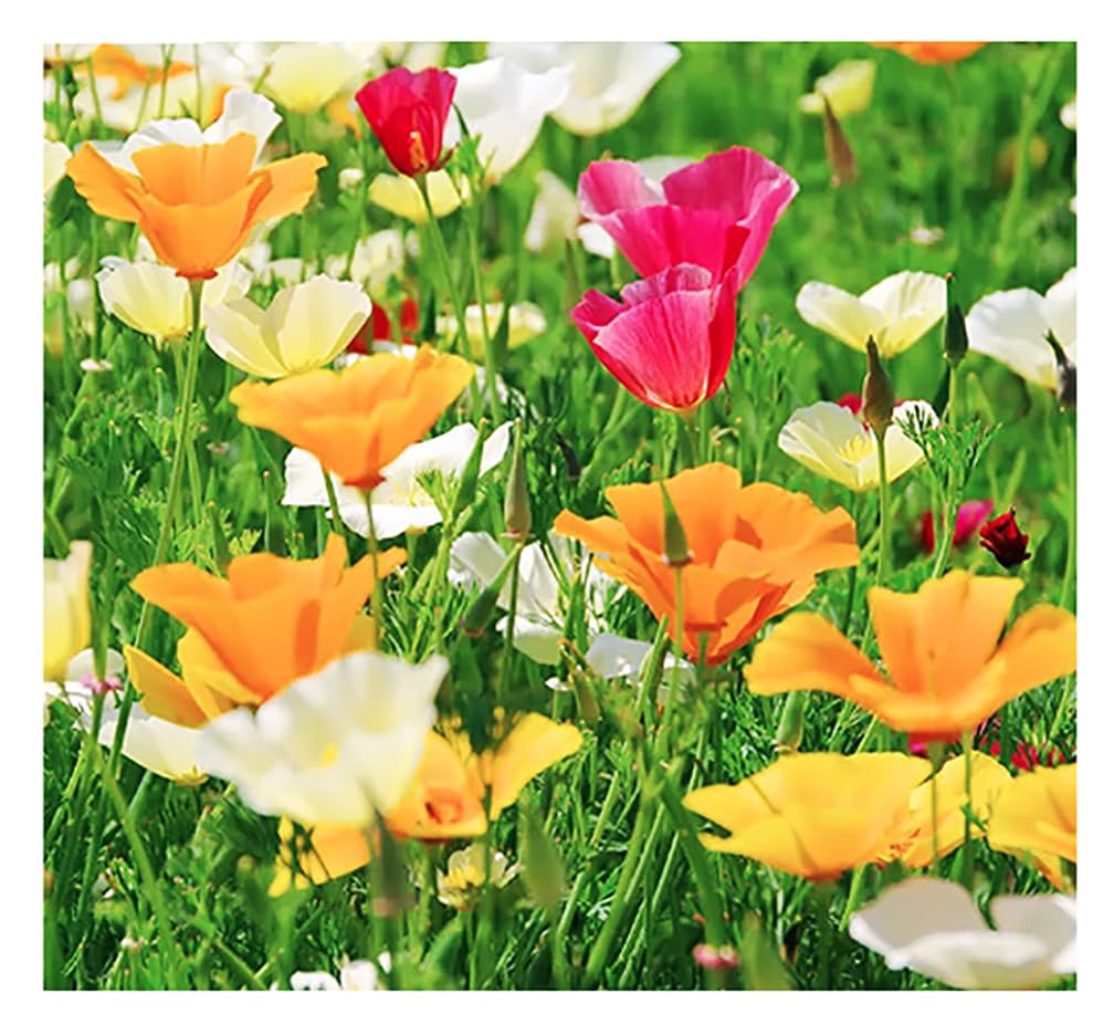 California Dreaming Mix Poppy Seeds