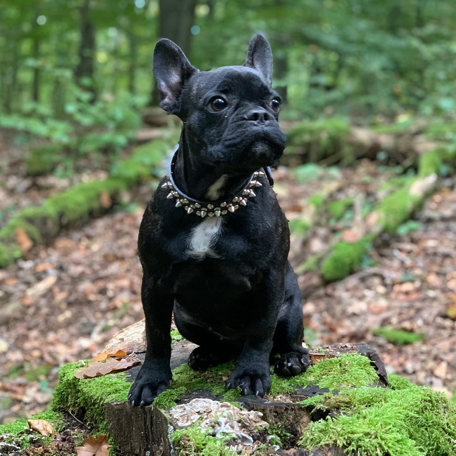 Best Review DOGGYZSTYLE Spiked Studded Rivet Leather Dog Collar for Cats Puppy Small Medium Pets(Black,XS)