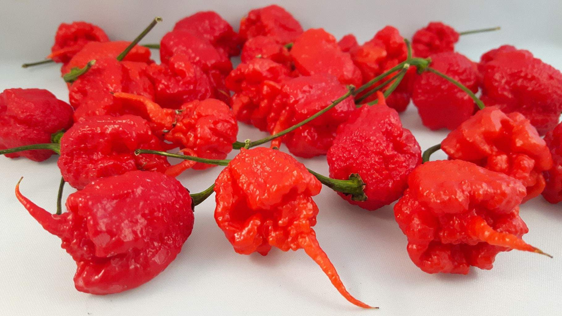 Semi Di Peperoncino Carolina Reaper - Capsicum Chinense, Record Mondiale Di Piccantezza - Foto 5