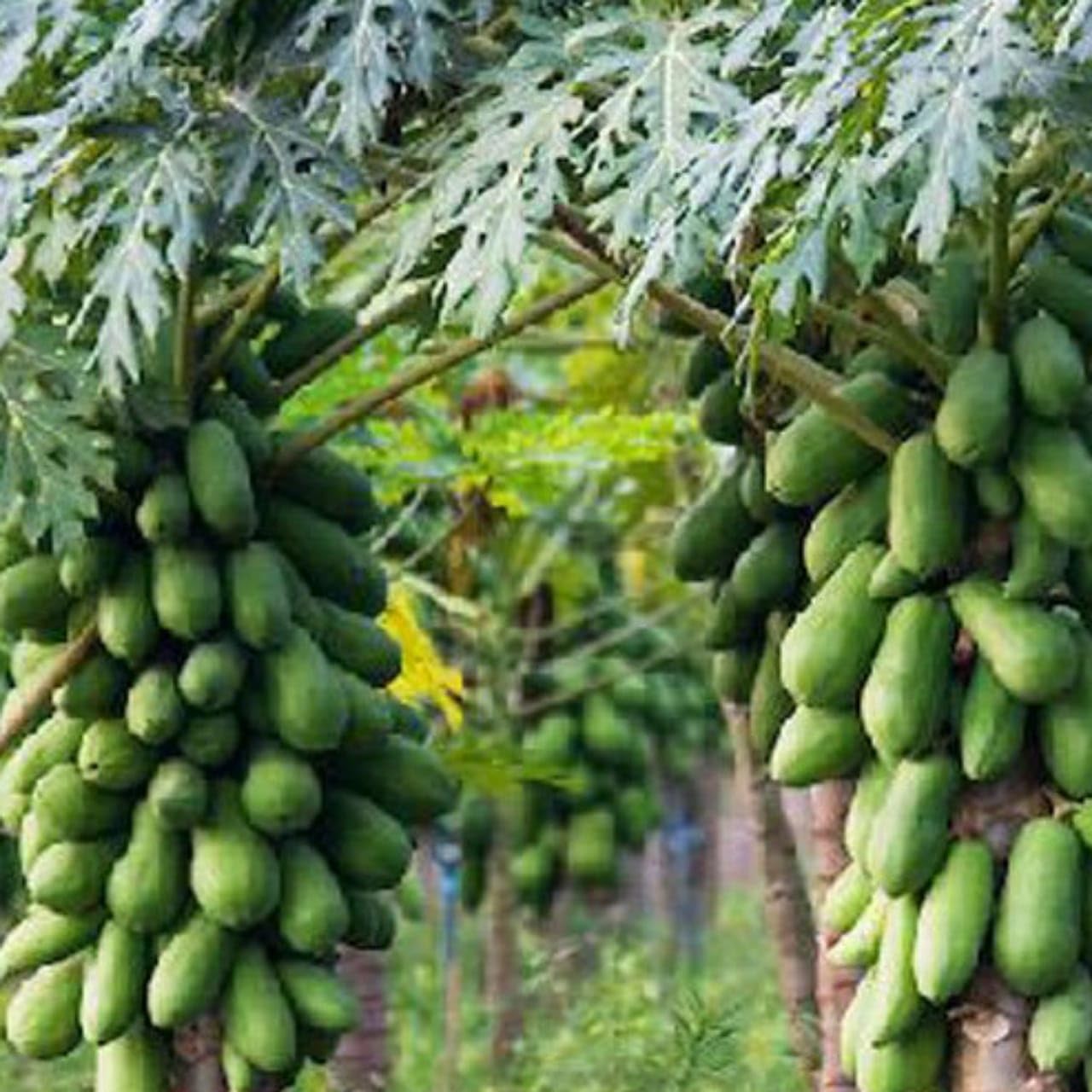 See full amazon price history chart for Generic Live Papaya Papita (Hybrid) Plant Home and Garden Generic Live Papaya Papita (Hybrid) Plant Home and Garden (B0CYTRVDJ9) Amazon Price History, Amazon Price Tracker