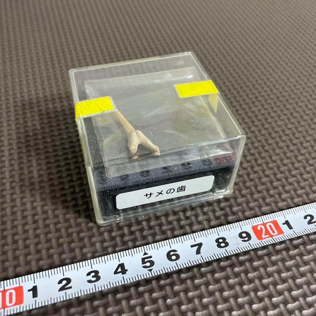 サメの歯 発掘 化石キャッチャー コレクション