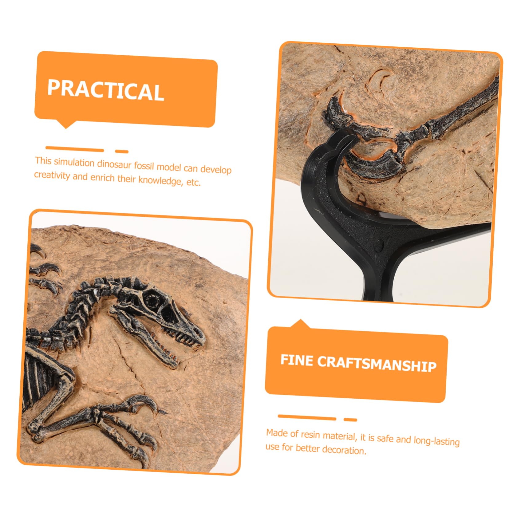 Set di 1 Modello di Fossile di Dinosauro in Resina Superficie Liscia, Decorazione Educativa per Compleanni e Regalo per Ragazzo Ragazza