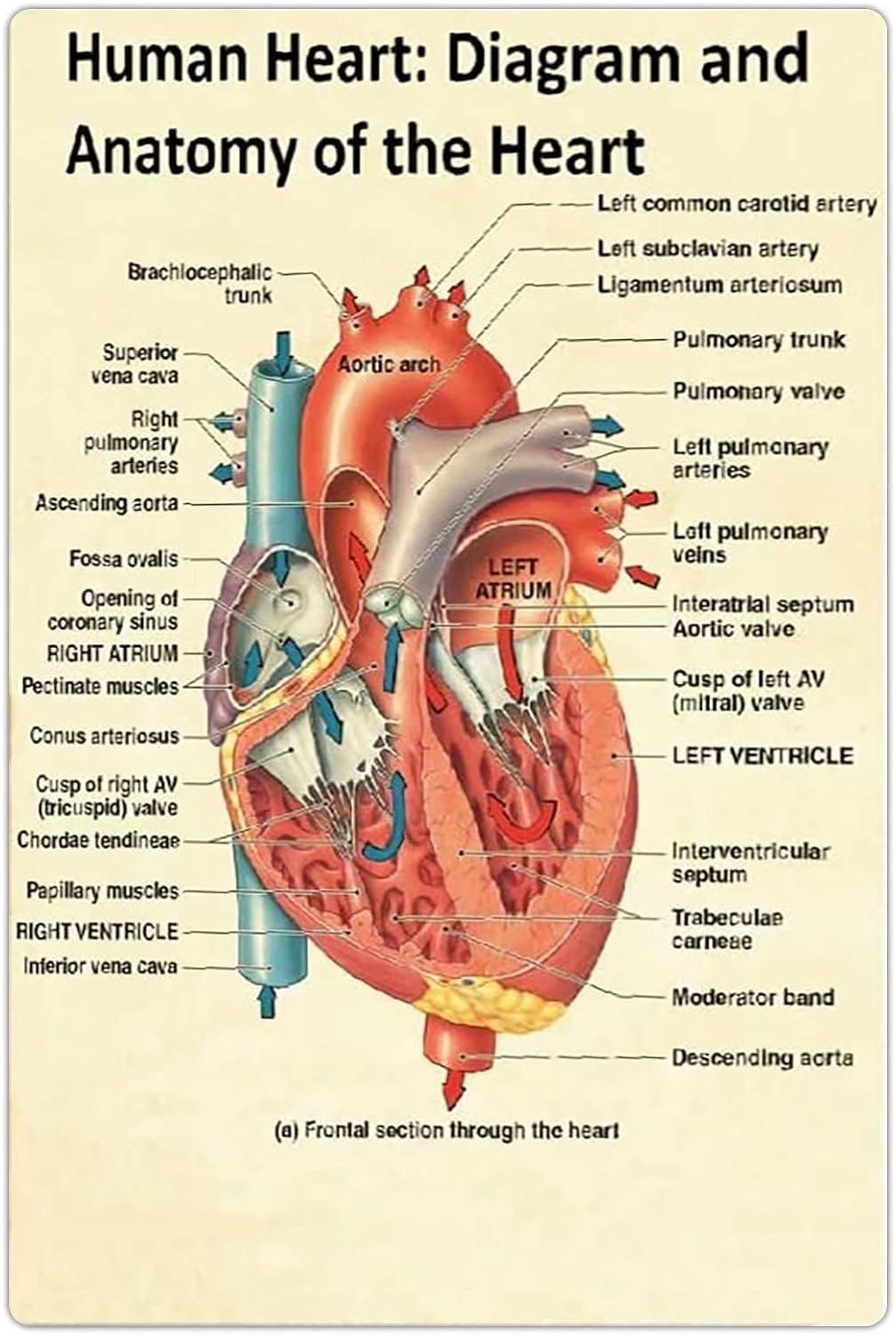 Anatomia Del Corazon Fisiología Del Corazón Hi Res Stock Photography
