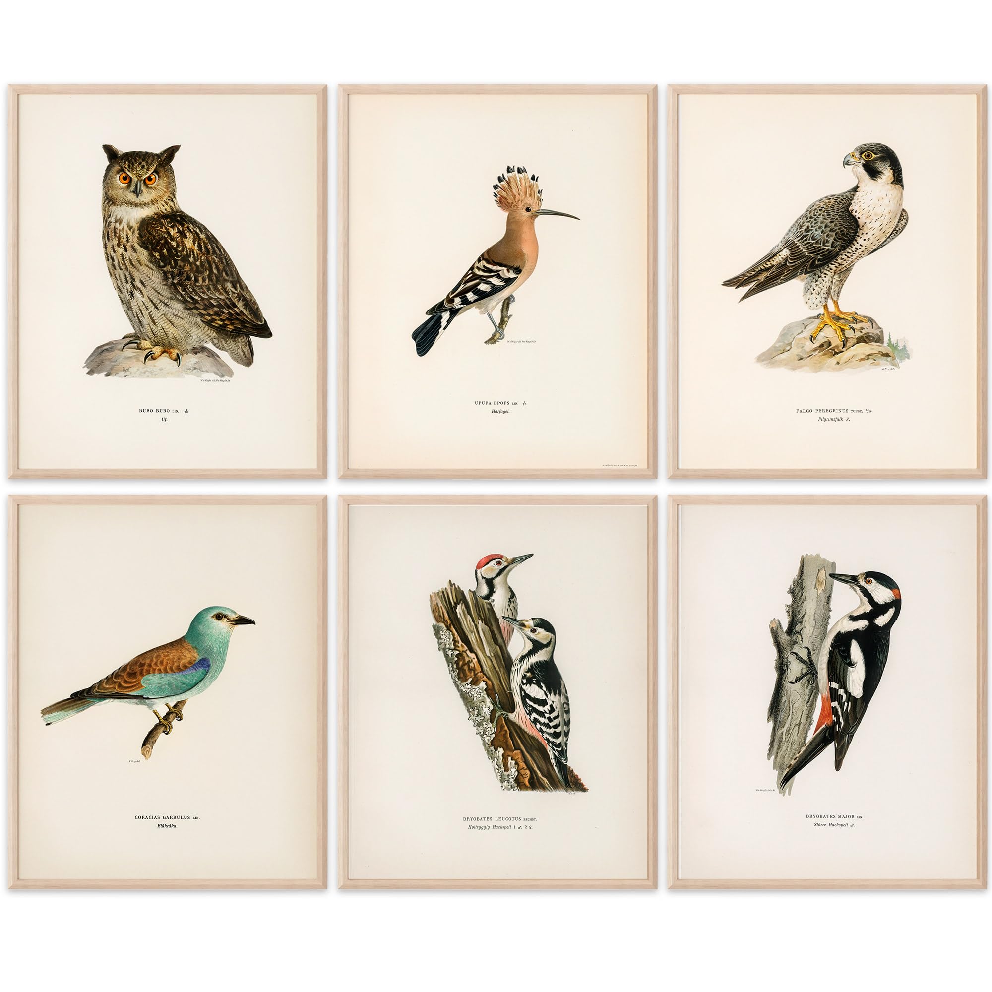 Amazon.com: Vintage Bird Art Prints (Set of 6) - Unframed