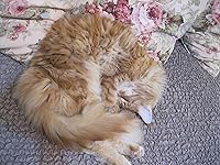 Review Image by ealovitt ealovitt