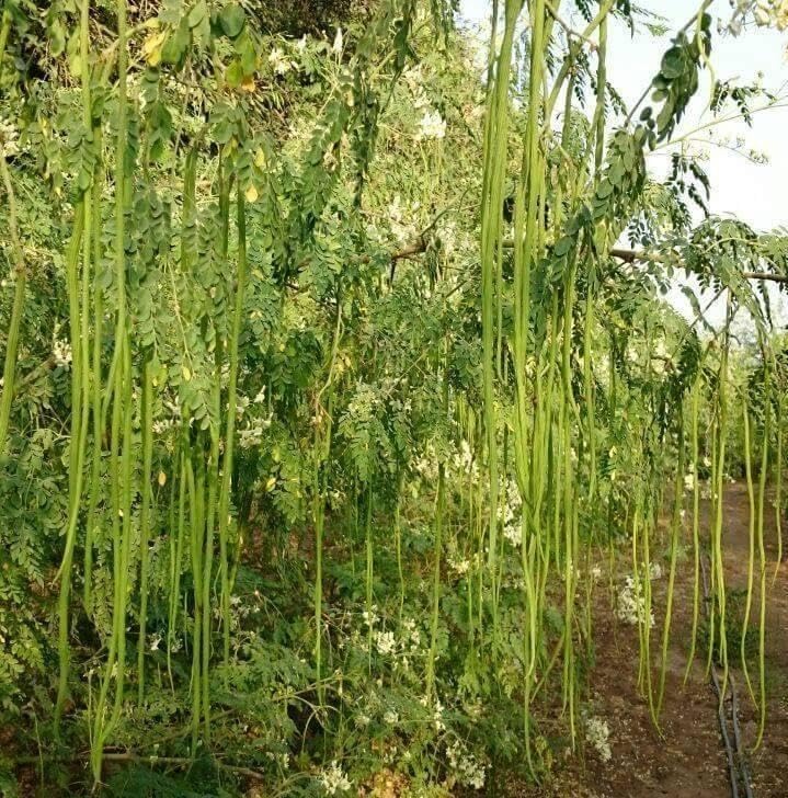 pkm2 moringa seeds, Seeds for moringa pkm2, Pack of 15 seeds (B0D39B8PY1) Amazon Price History, Amazon Price Tracker