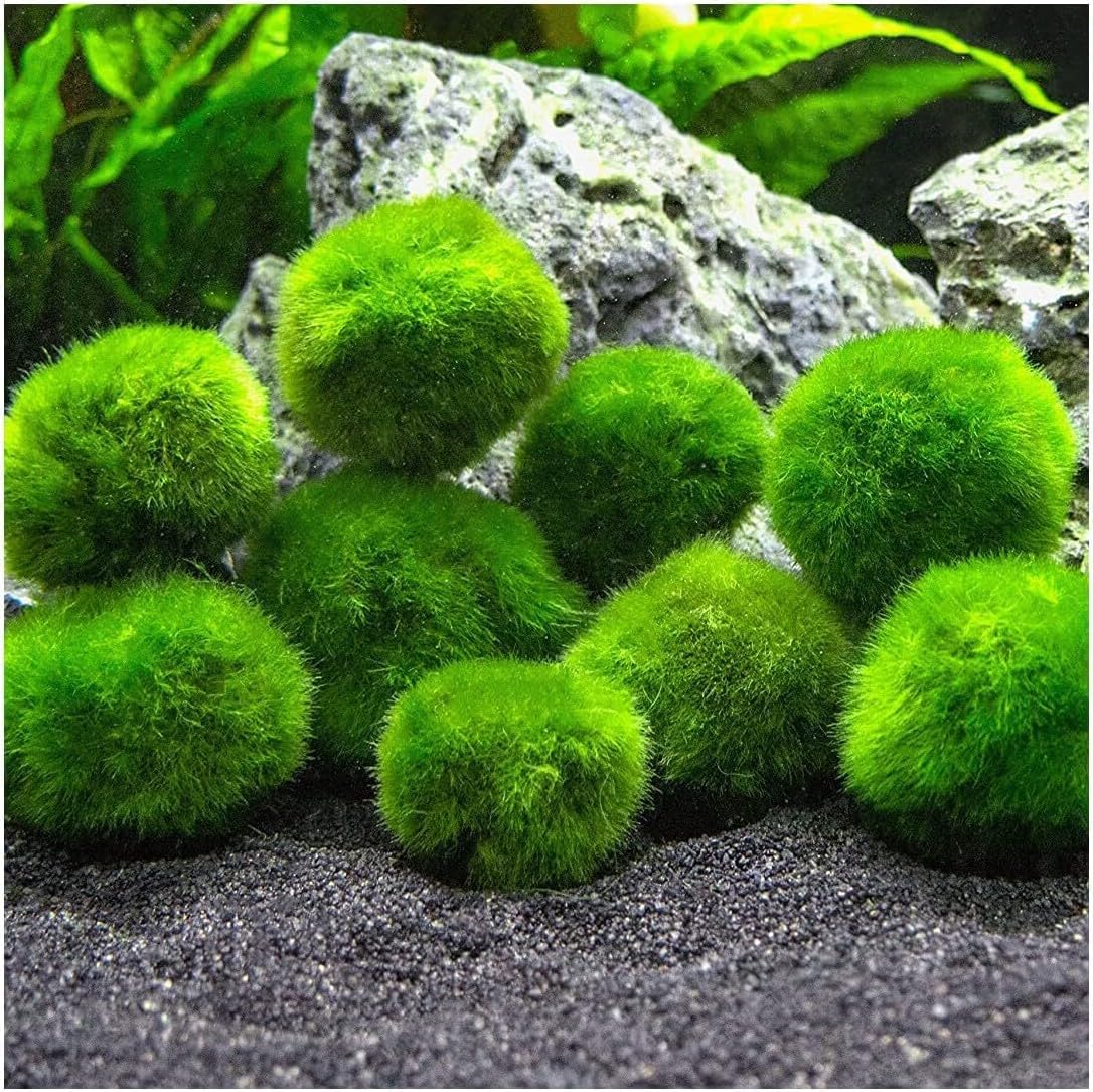 Marimo (2-3 cm) – Boule d'algue Cladophora Aegagropila mousse avec certification, décoration naturelle pour aquariums, terrariums et bonbonnières – Expédition scellée 100 % humidité (10 pièces)