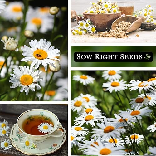 Miniatura 4 de Sow Right Seeds - Semillas de manzanilla alemana para plantar - Paquete de reliquia sin OMG con instrucciones para cultivar té de hierbas - Flor