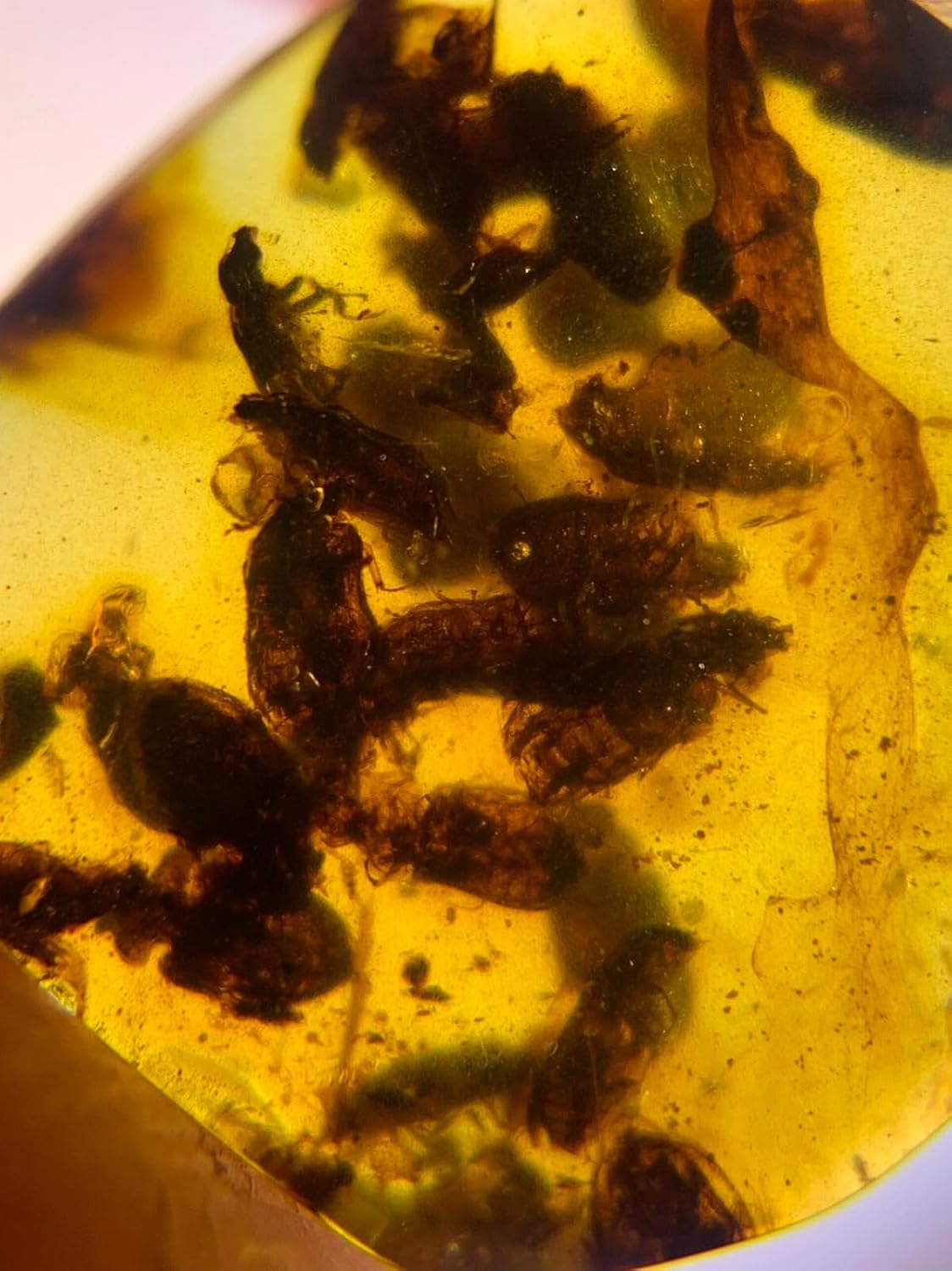 Burmese burmite Cretaceous A nest of Beetles Insect Fossil Amber Myanmar