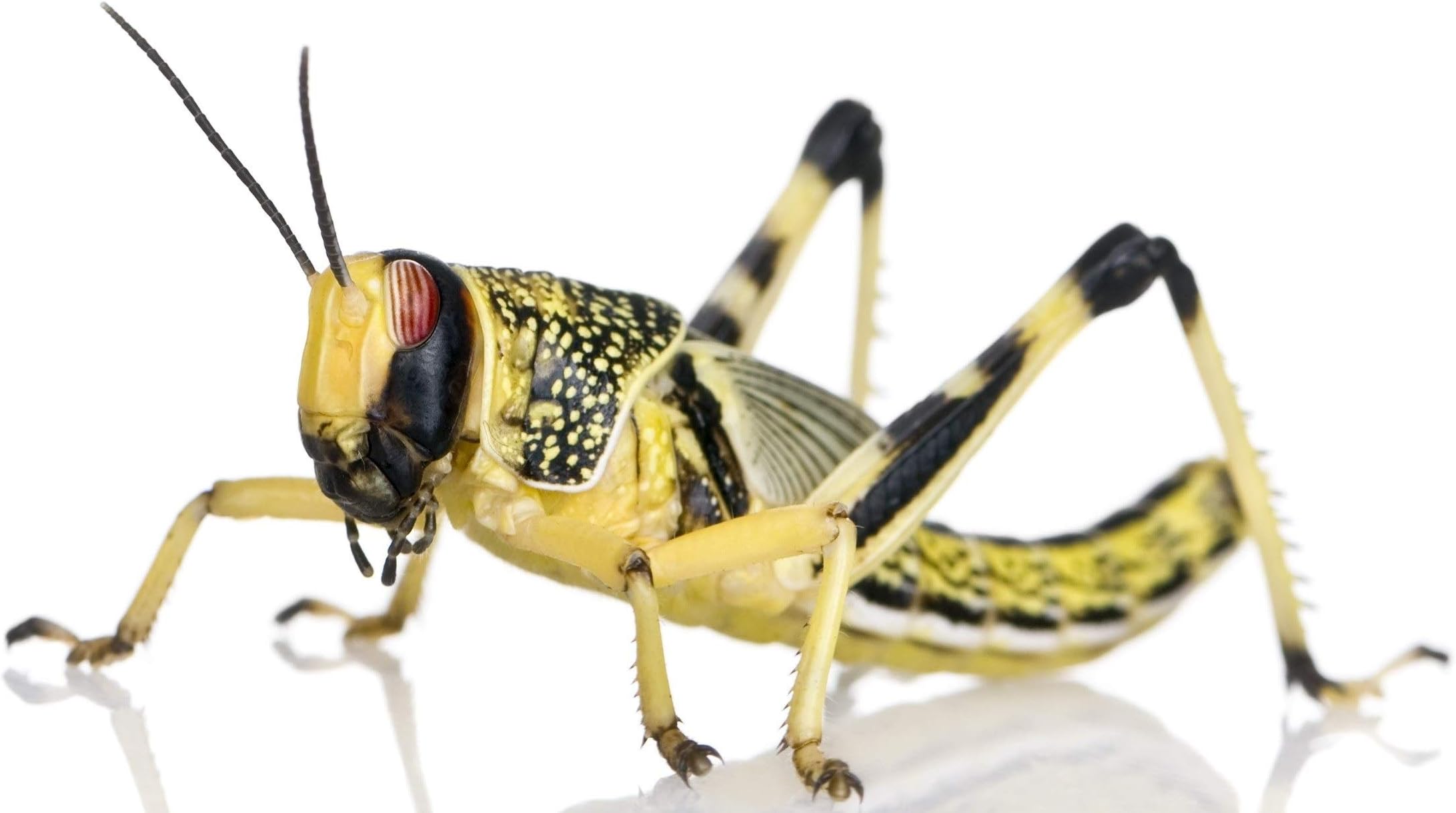 Live Locusts Large 100 25-35 mm Bulk Bag 300g (Reptile Livefood)