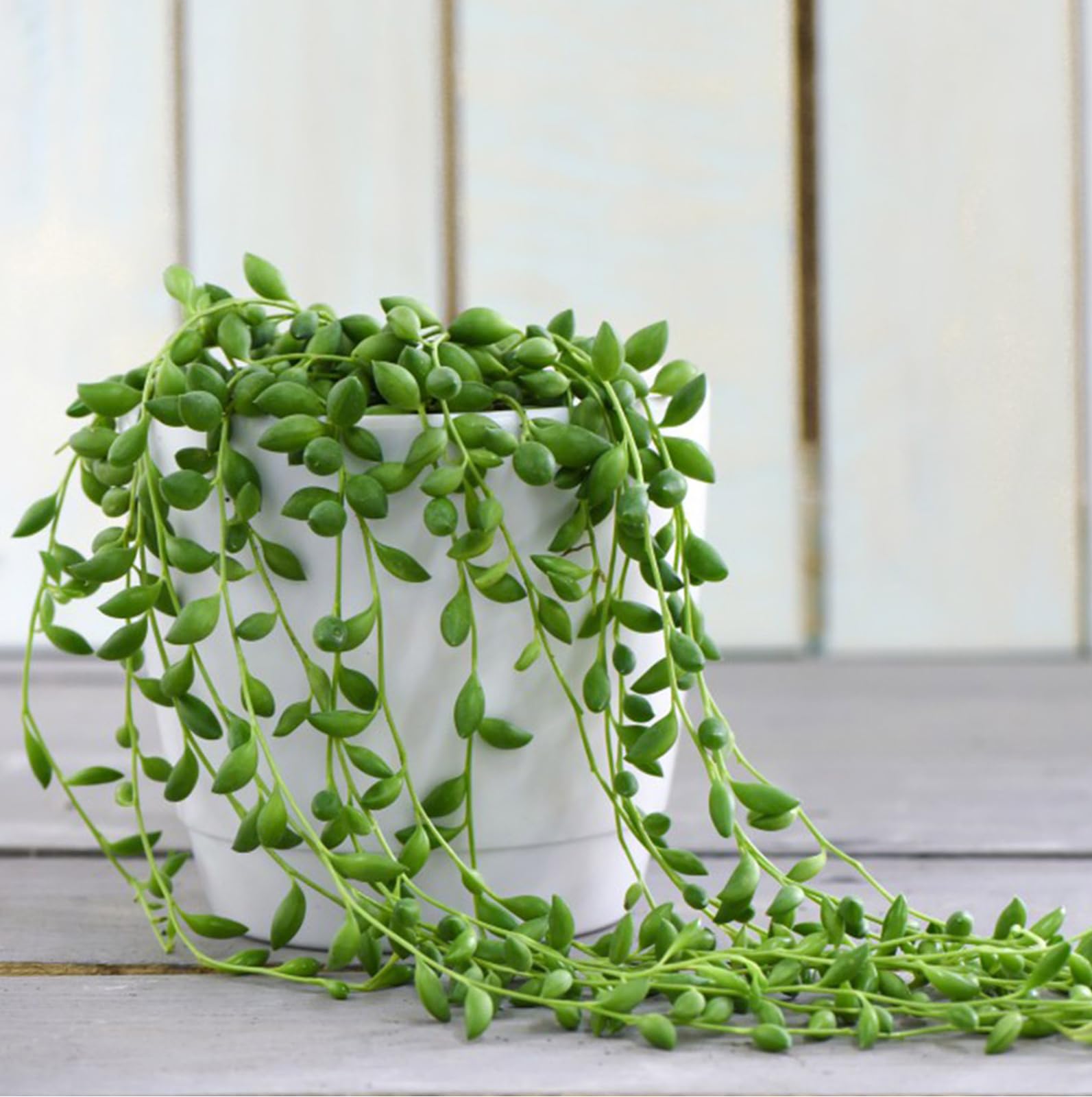 Carbeth Plants - Senecio rowleyanus String of Pearls - Indoor Plant in 12cm Pot - Can be Displayed in Hanging Planter