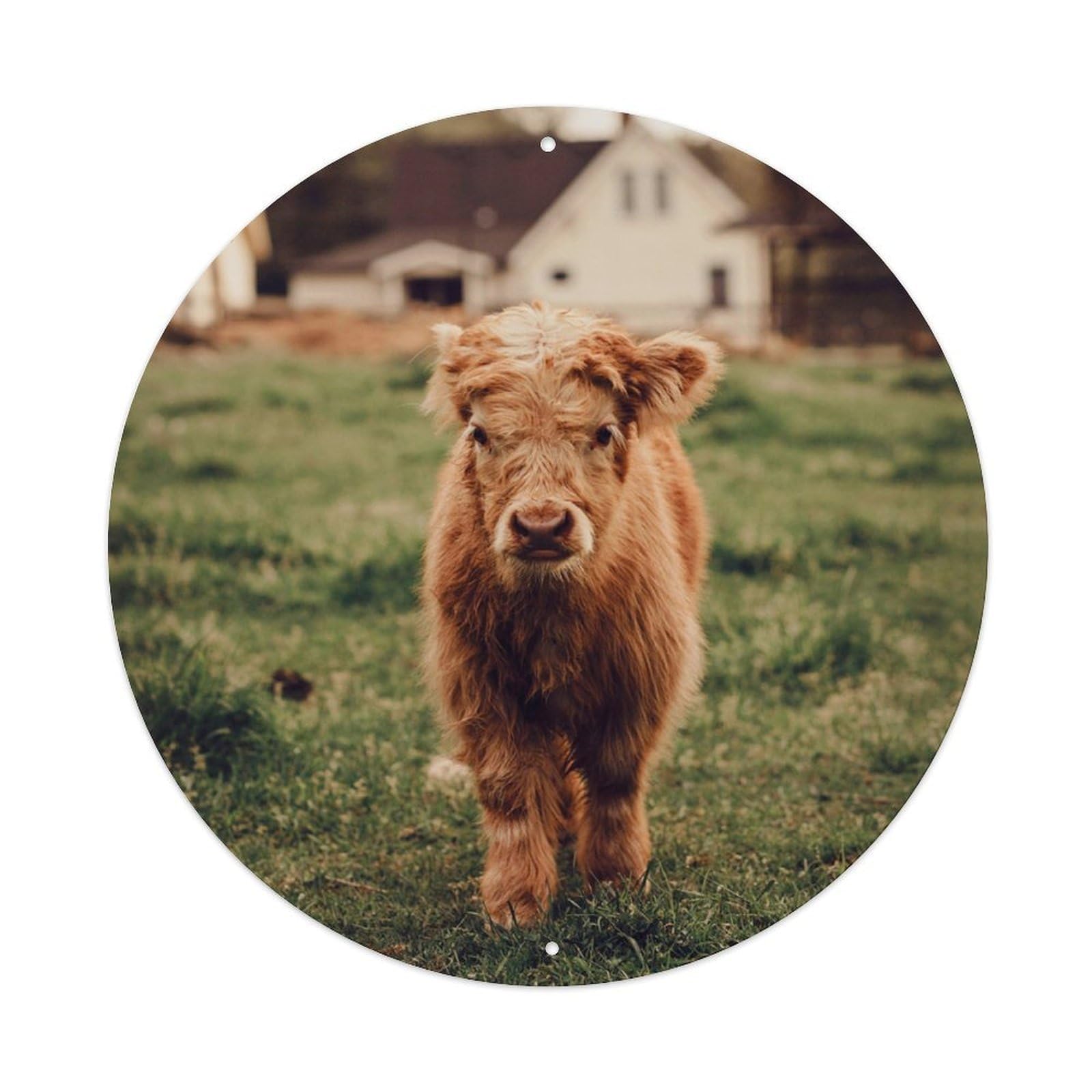 Scottish Highland Cow Cubs Sunset Poster Metal Tin Sign