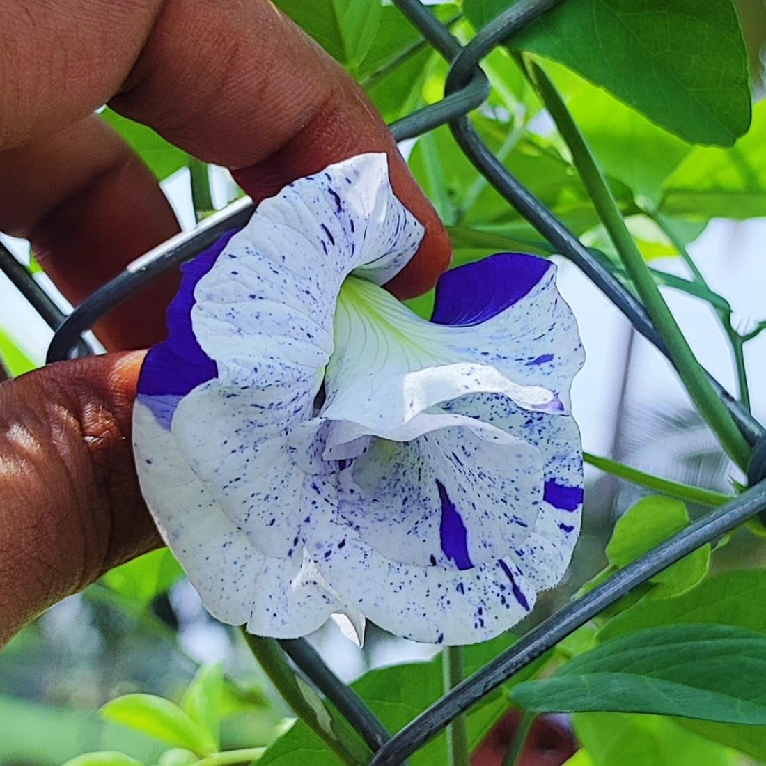 The Gifti ® Variegated Blue & White Aparajita Live Plant Butterfly Pea Flower Double Clitoria Ternatea Pigeonwings Clitoria Ternatea Night Sky Cordofan Pea Darwin Live Plant