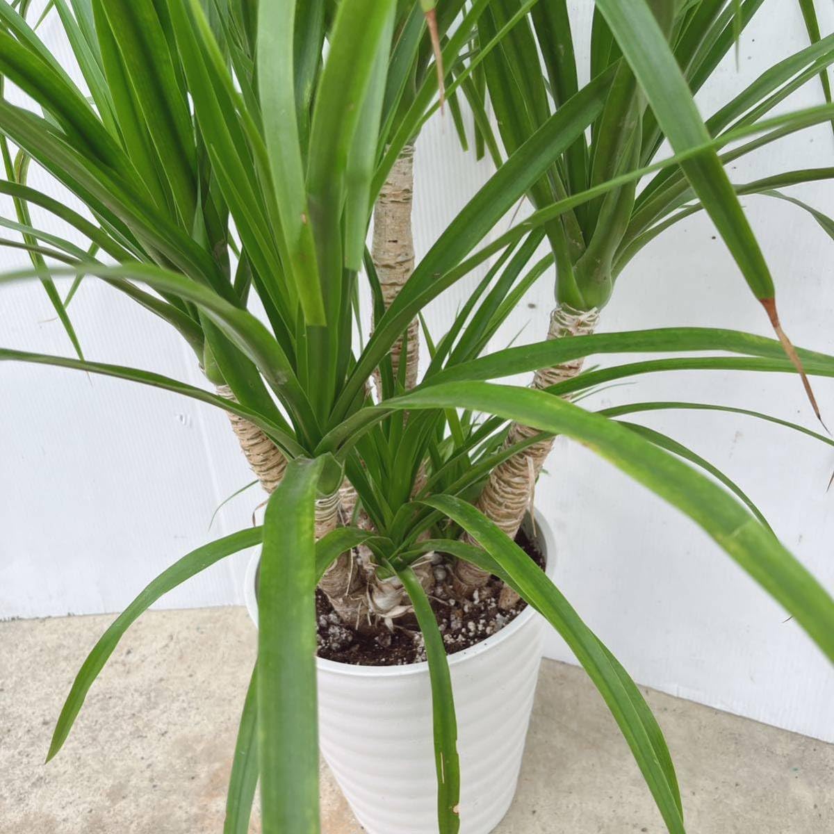 Amazon.co.jp: ドラセナ カンボジアーナ 8号鉢 大型大株 品種レア