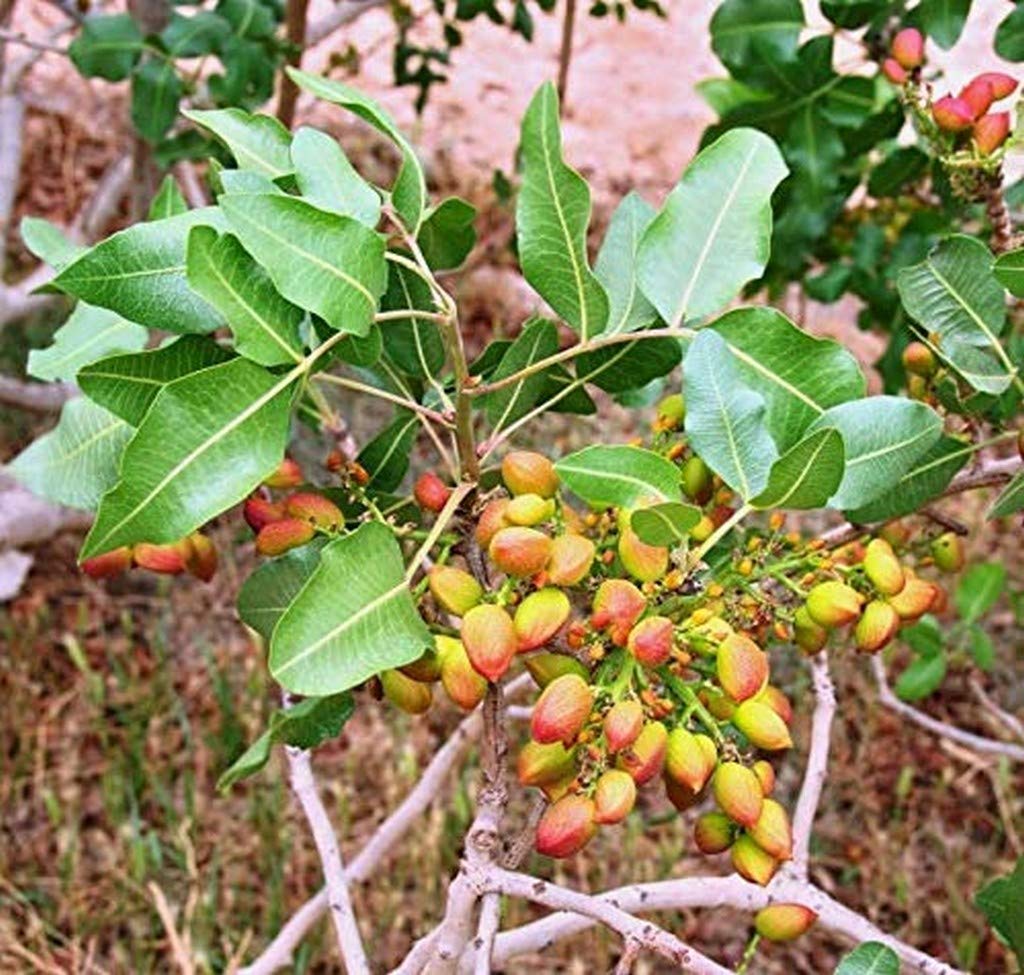 See full amazon price history chart for Creative Farmer Live Plant Plants Pista/Pistachio Dry Fruit Healthy Rare Exotic (1 Healthy Live Fruit Plant) (PLANT-58-PISTA184ll@) Creative Farmer Live Plant Plants Pista/Pistachio Dry Fruit Healthy Rare Exotic (1 Healthy Live Fruit Plant) (PLANT-58-PISTA184ll@) (B08Q8LHRXJ) Amazon Price History, Amazon Price Tracker