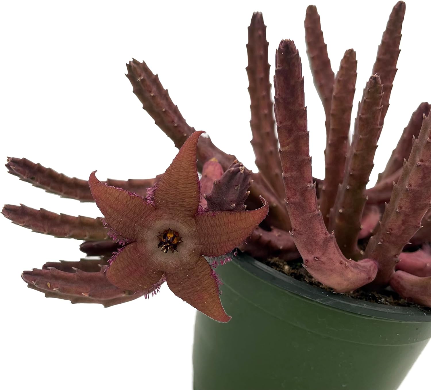 Hot Chocolate Succulent - Stapelia huernia Schinzii VAR. angolensis - 4" Pot