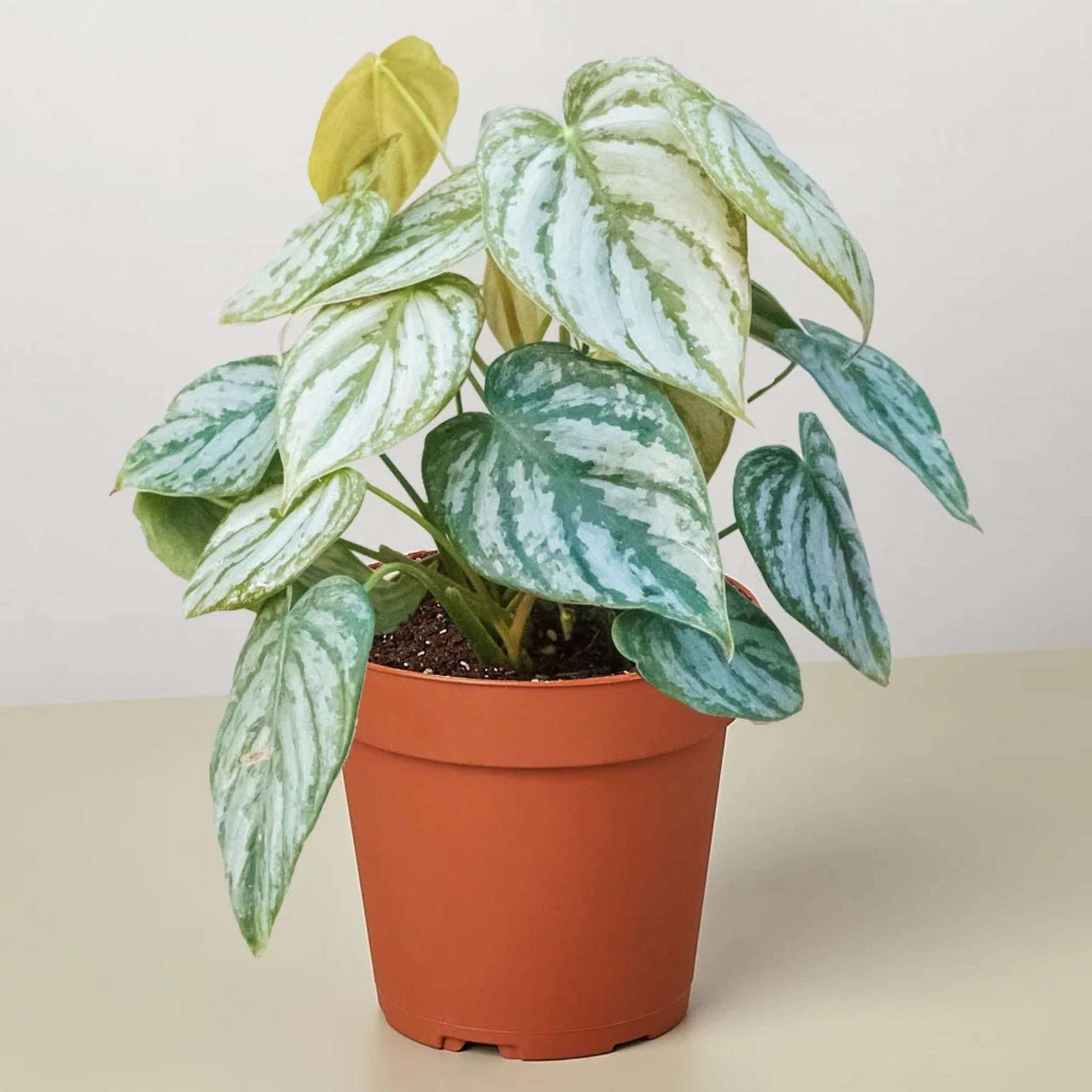 Philodendron Brandi