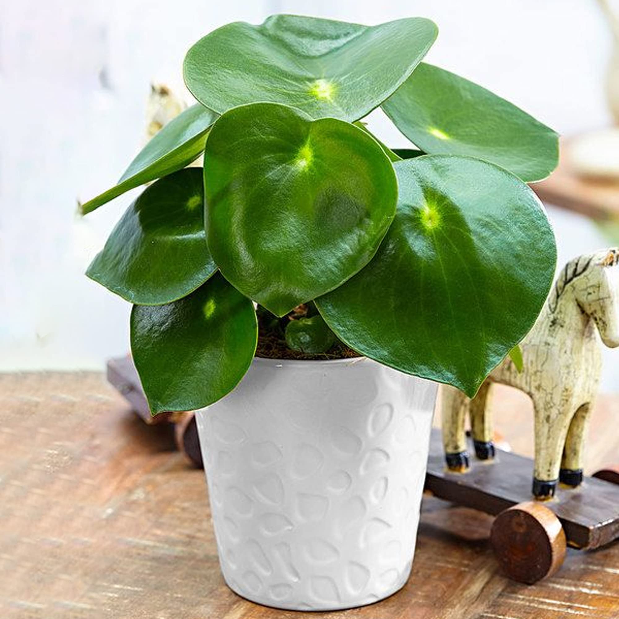 Peperomia polybotrya Raindrop | Compact Teardrop Peperomia Potted Houseplant